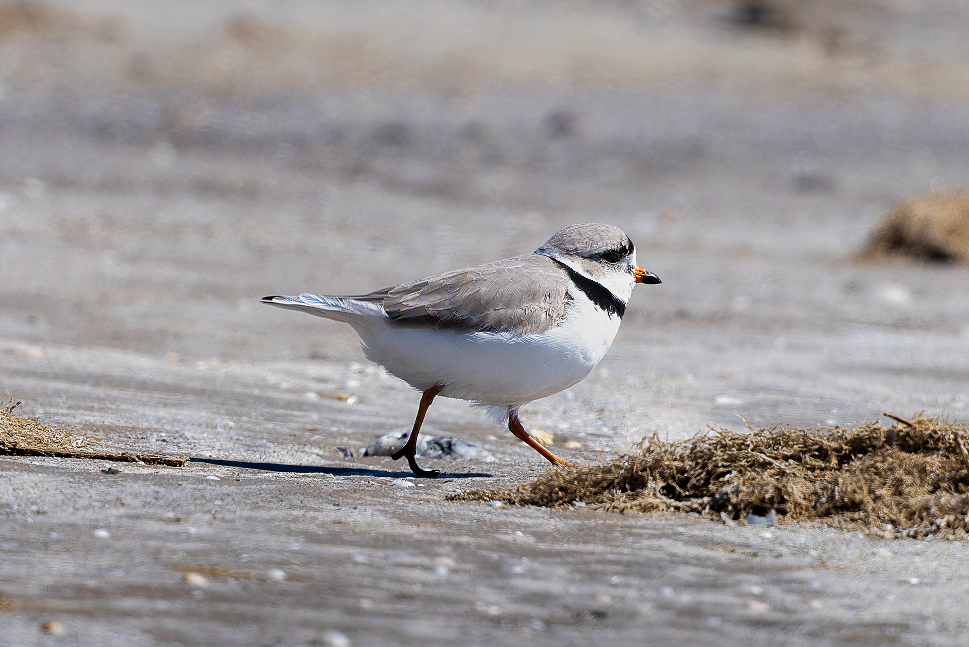 Piping Plover - USA