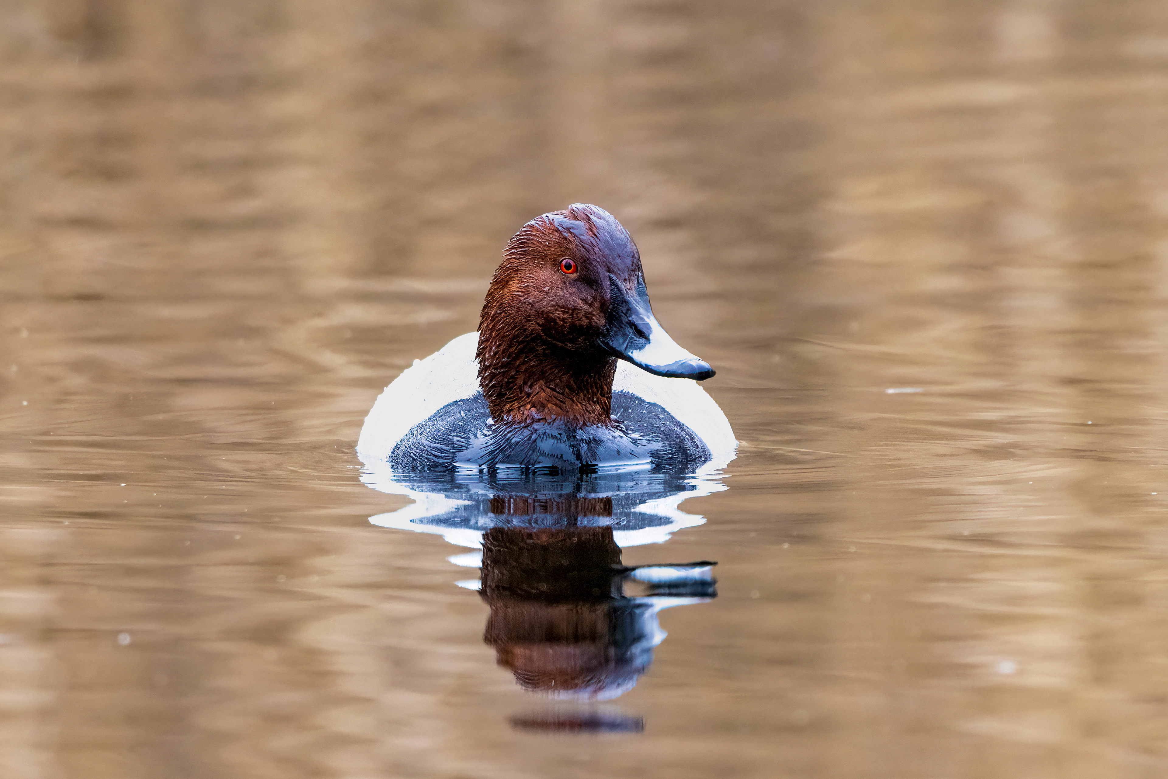 Common Pochard - UK