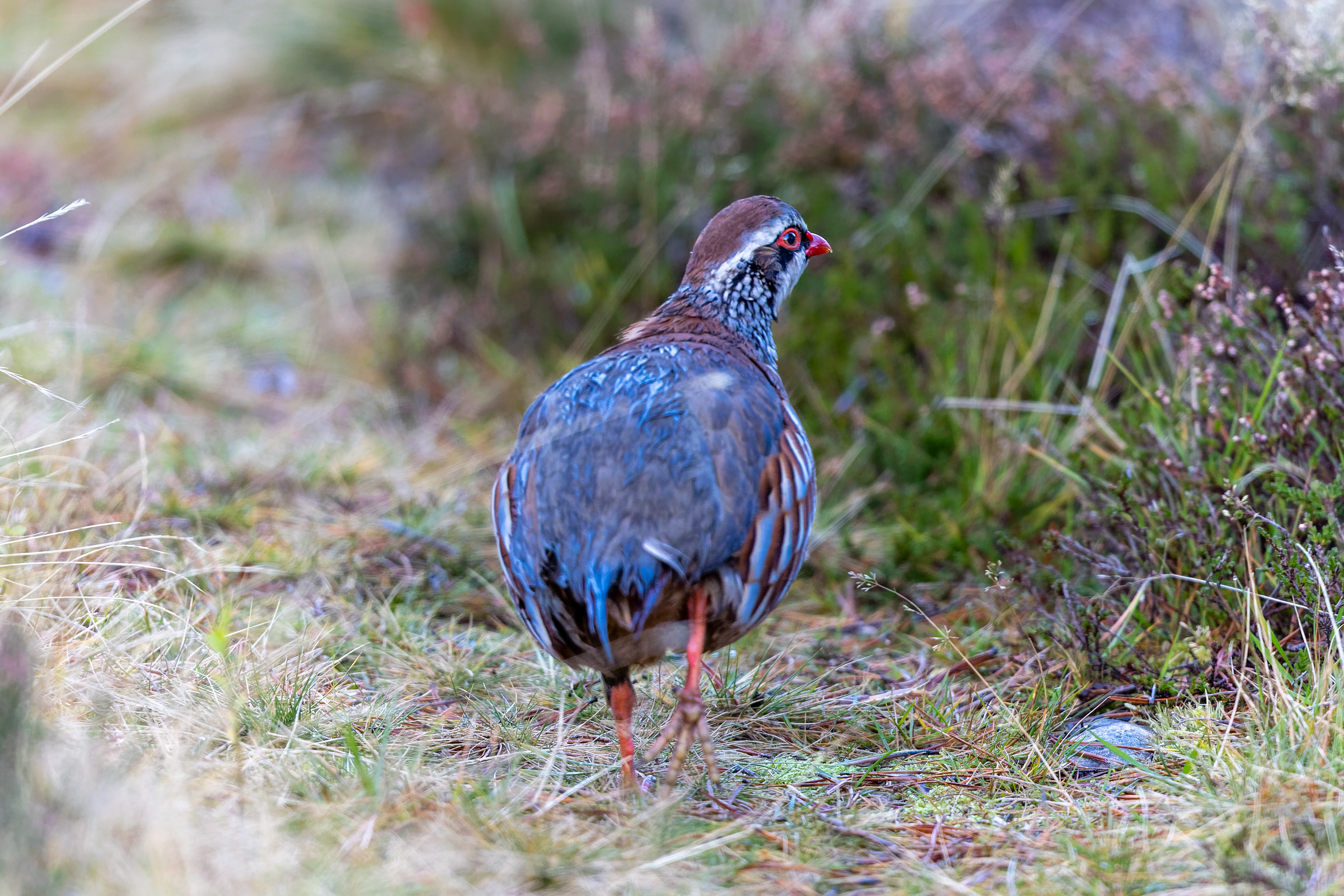 Red-legged Partridge - Scotland