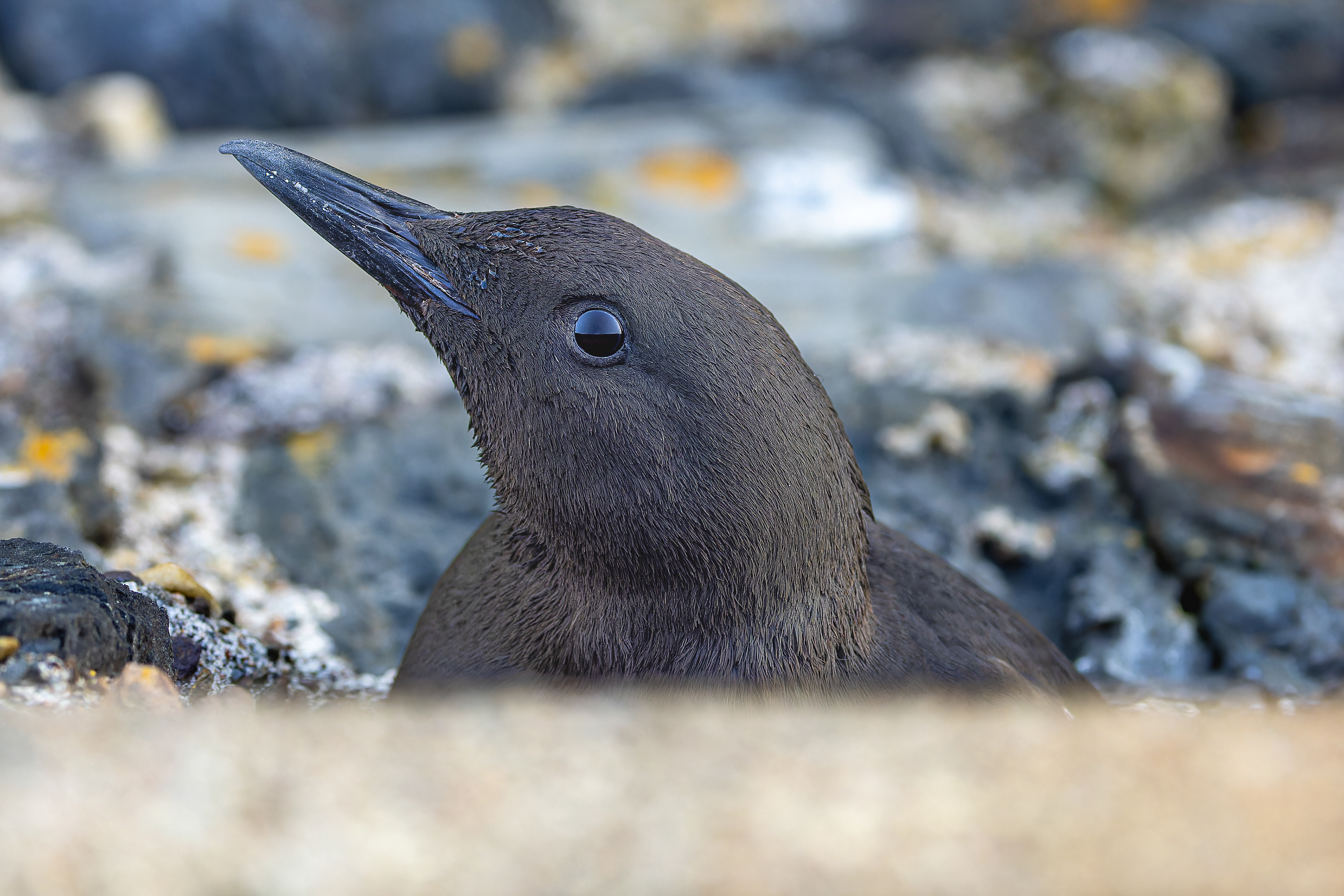 Black Guillemot - UK