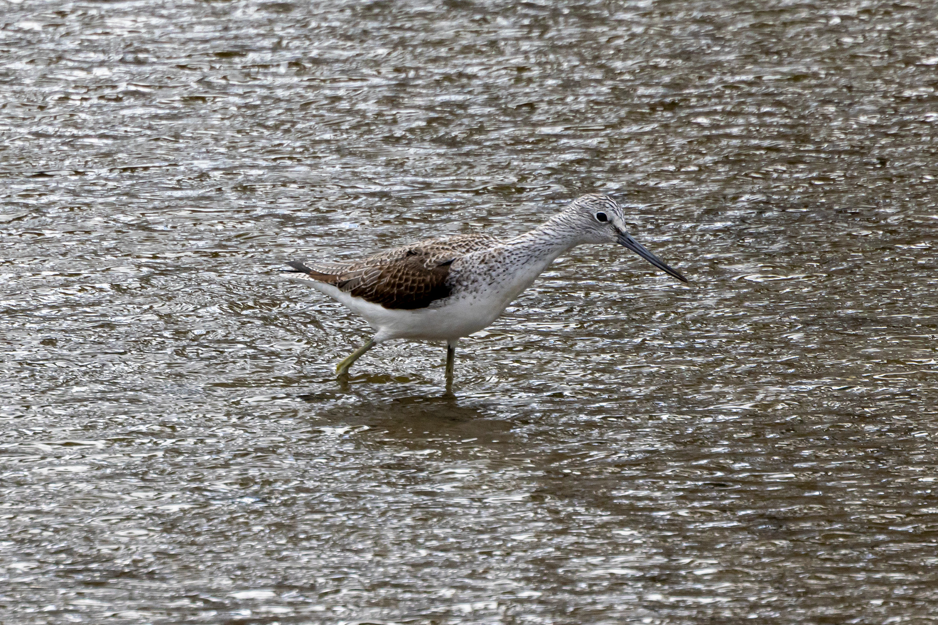 Common Greenshank - UK