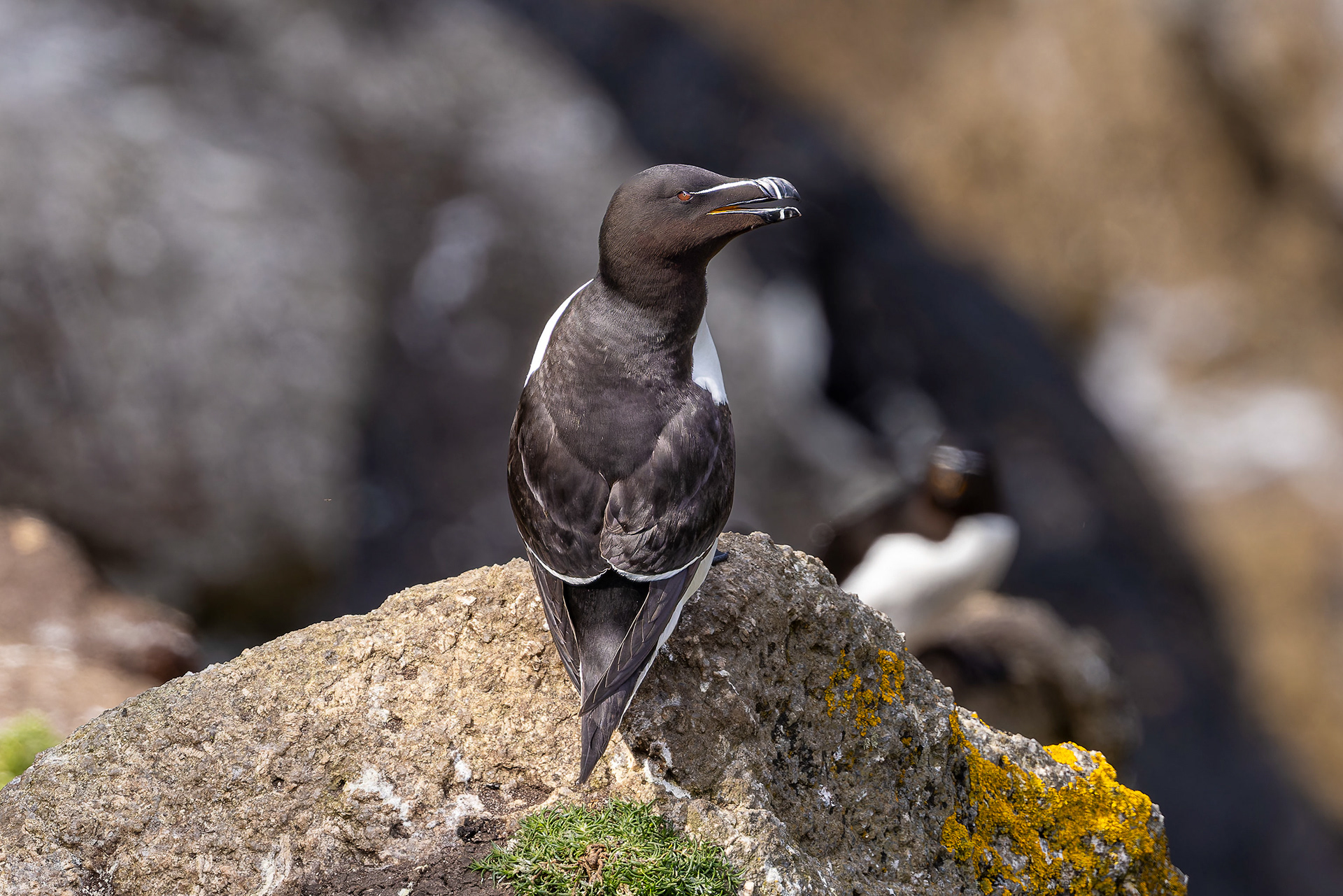 Razorbill - UK