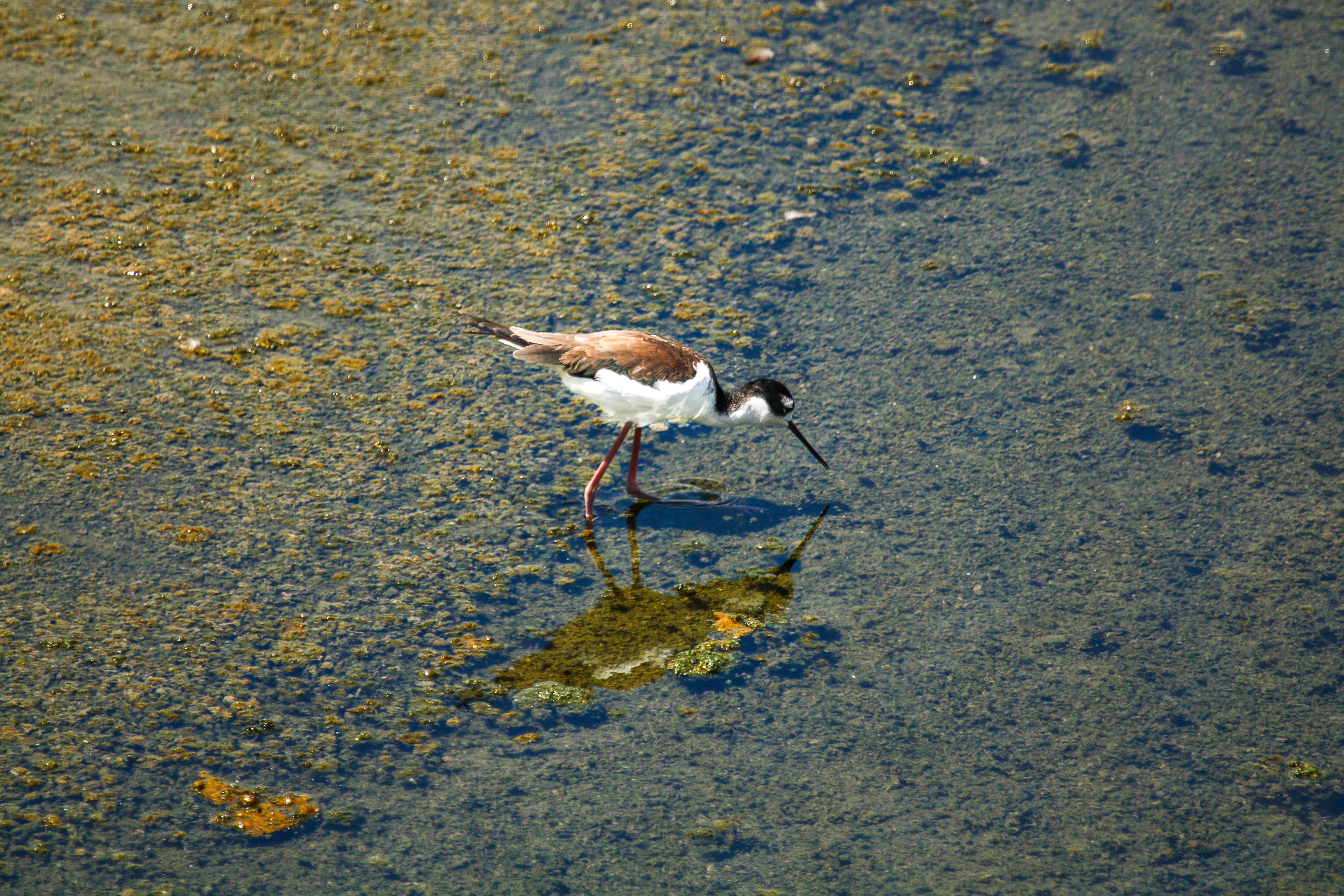 Black-necked Stilt - Galapagos