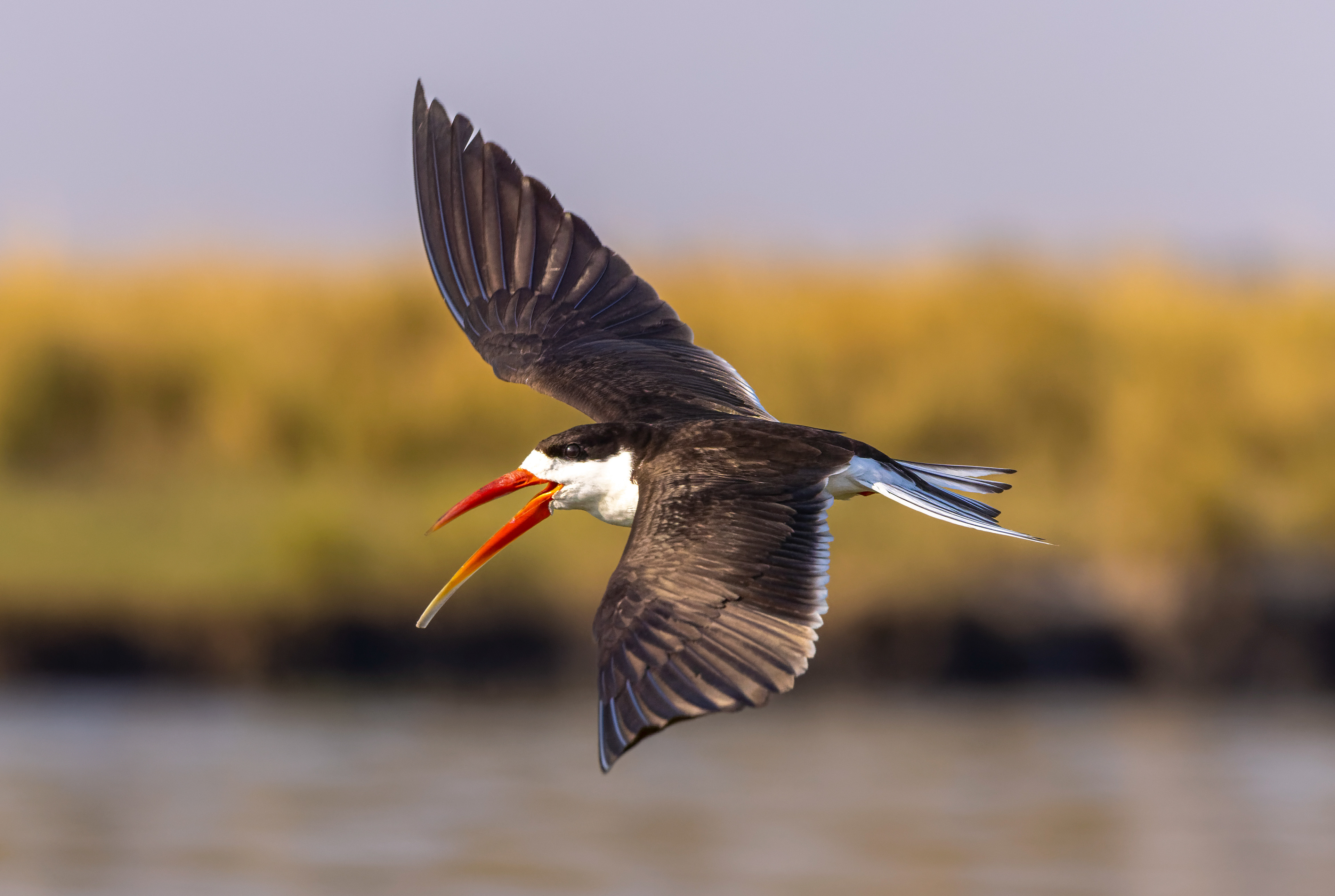 African Skimmer - Botswana