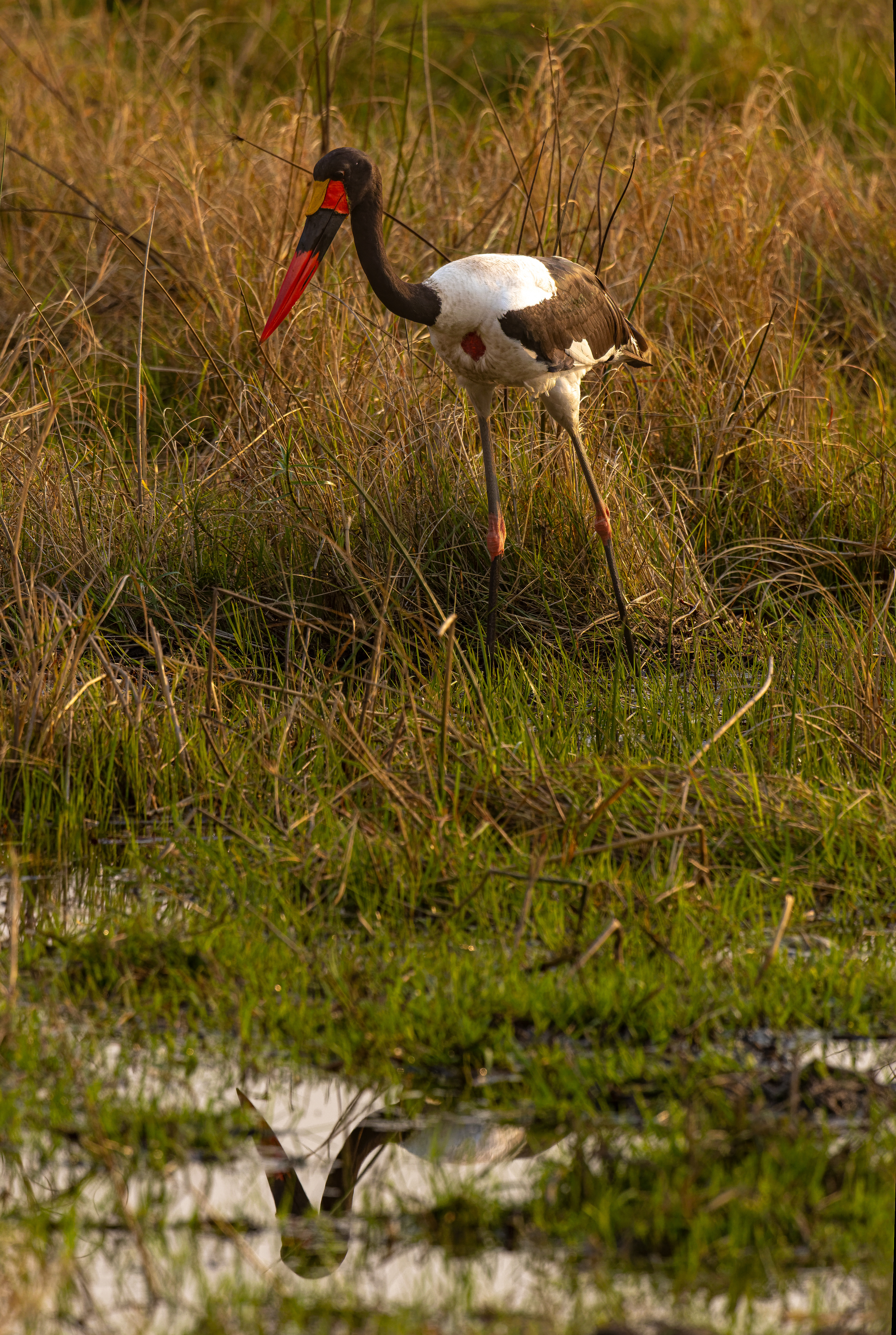 Saddle-billed Stork - Botswana