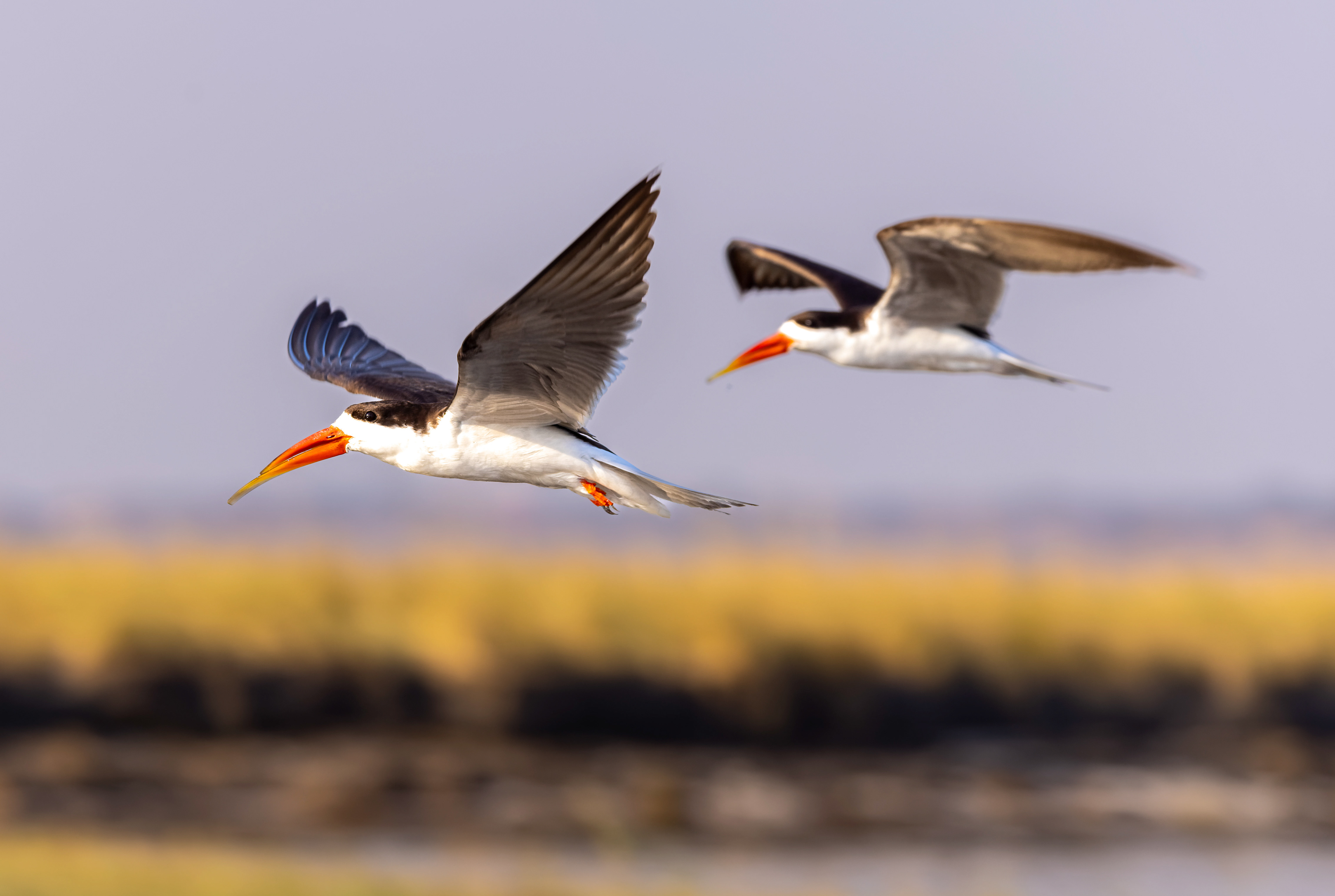 African Skimmer - Botswana