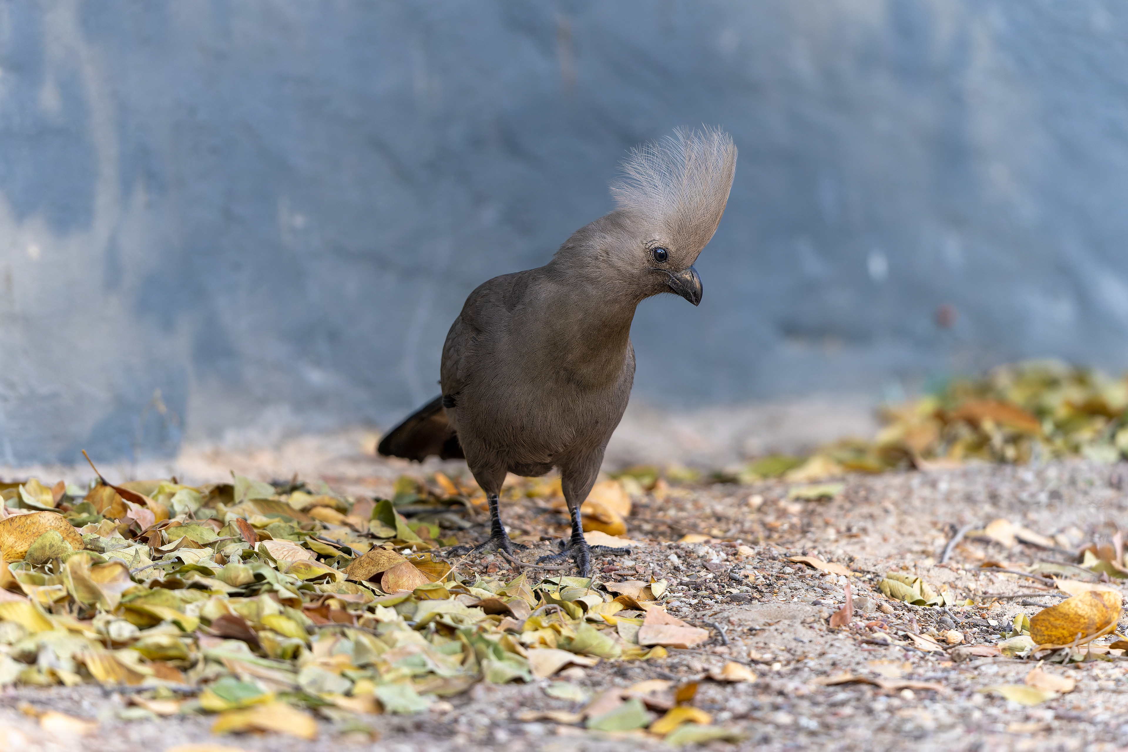 Grey Go-away-bird - Botswana