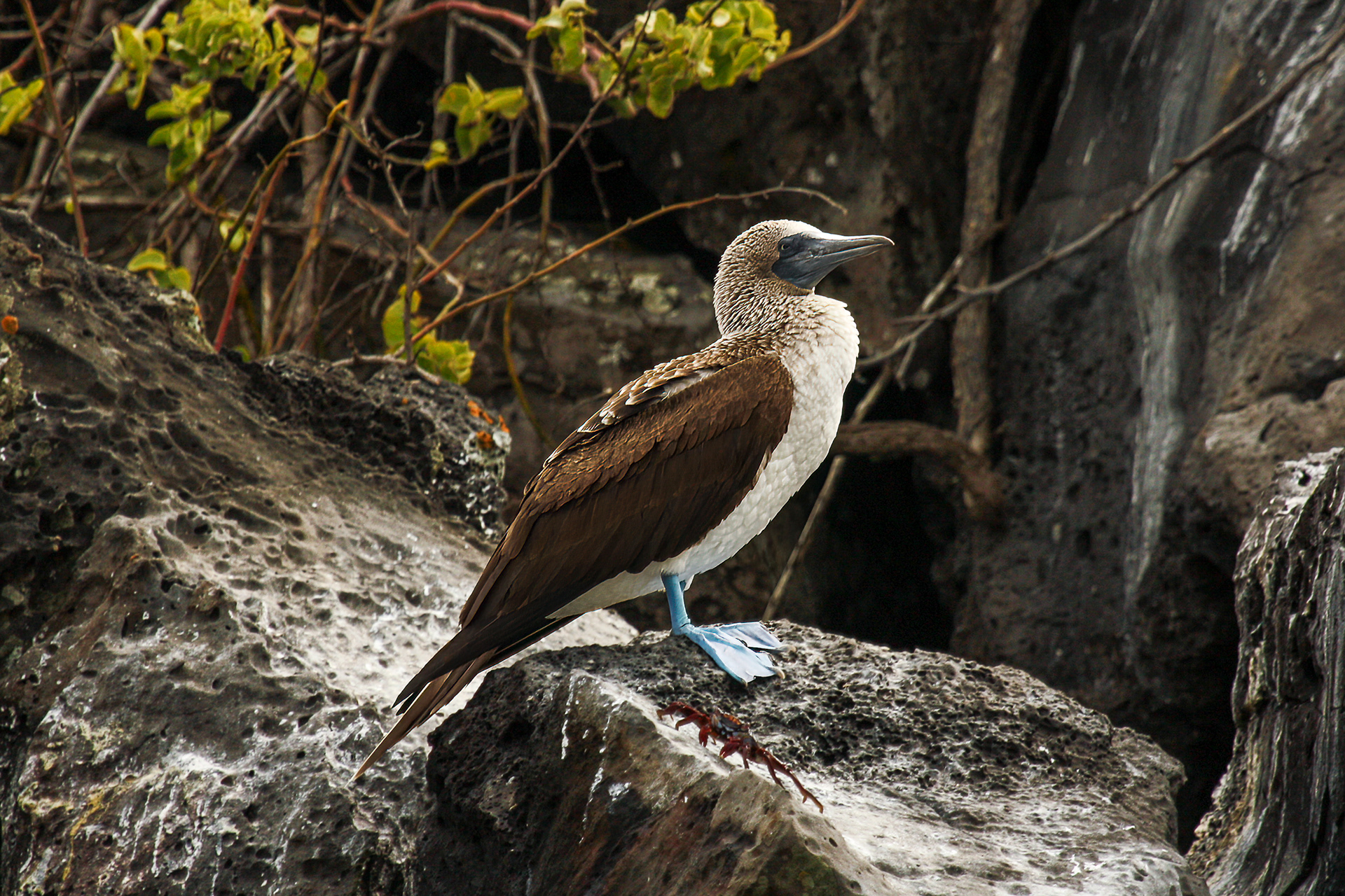 Blue-footed Booby - Galapagos