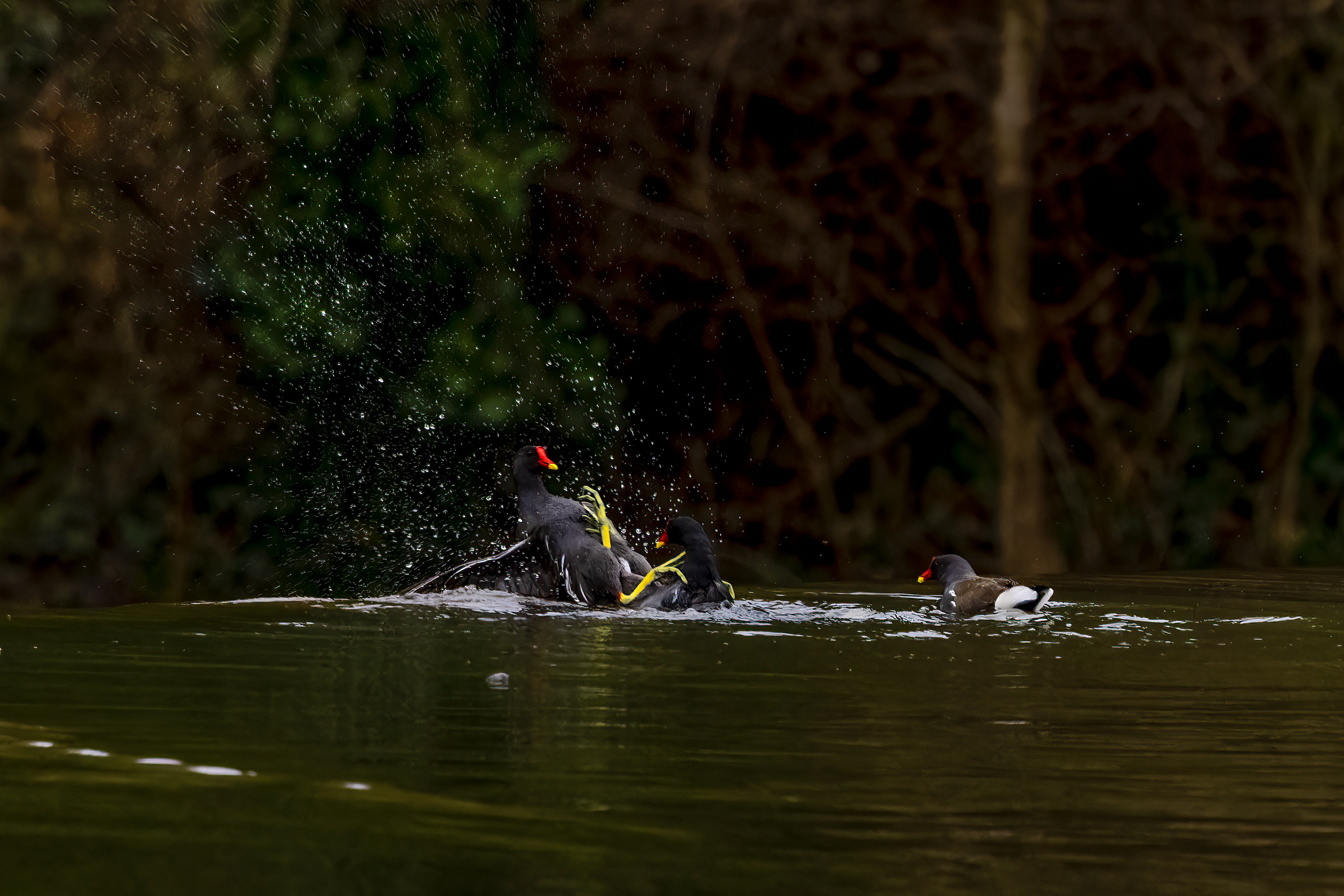Common Moorhen - UK