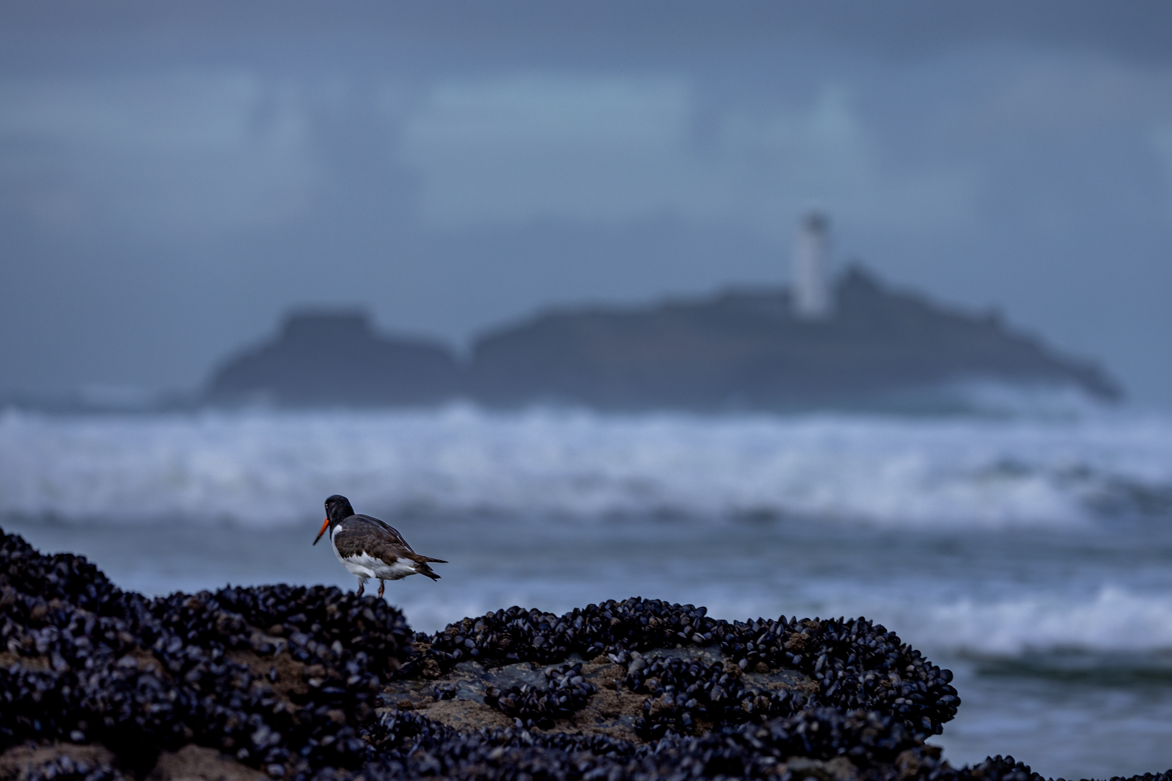 Eurasian Oystercatcher - UK