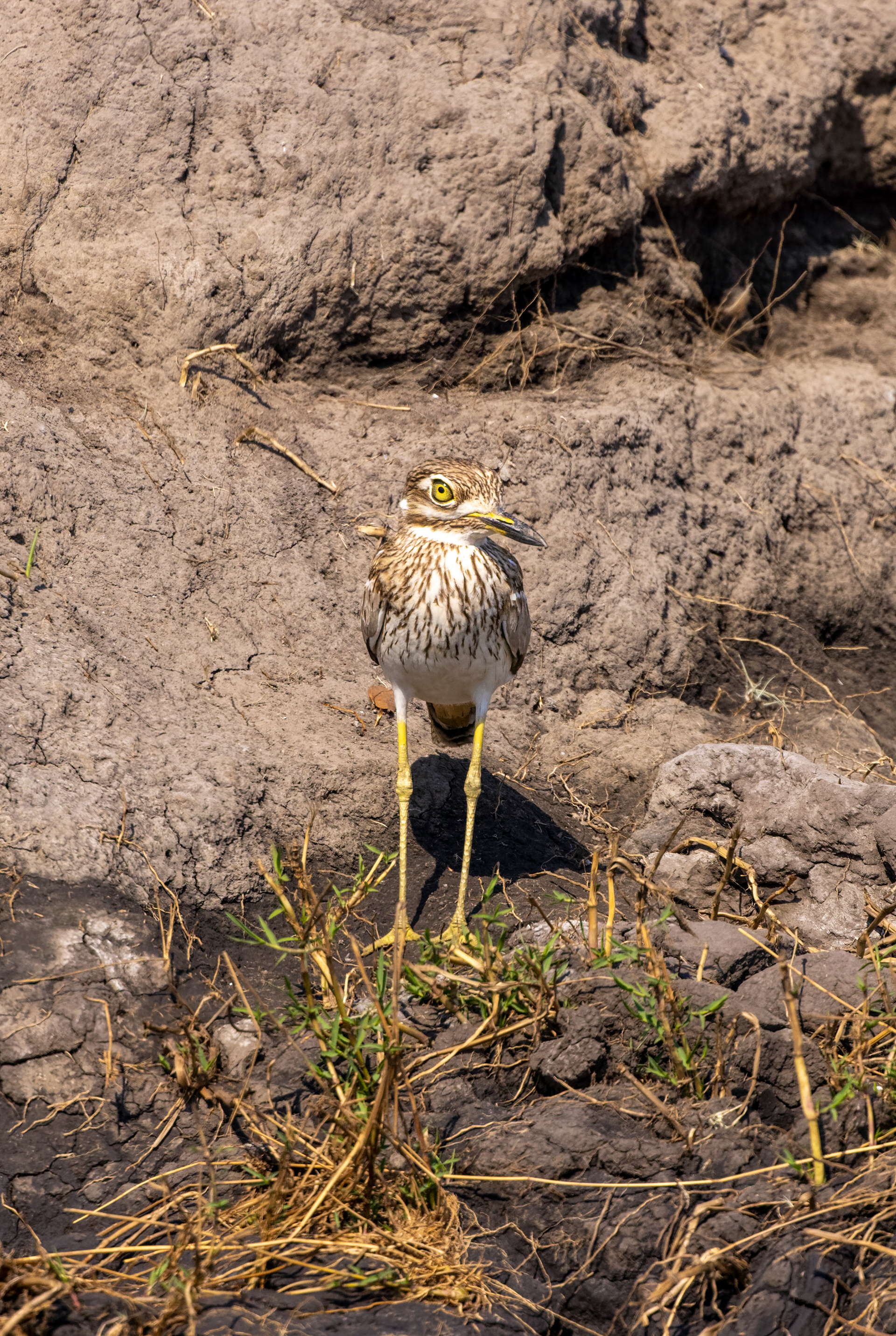 Water Thick-Knee - Botswana