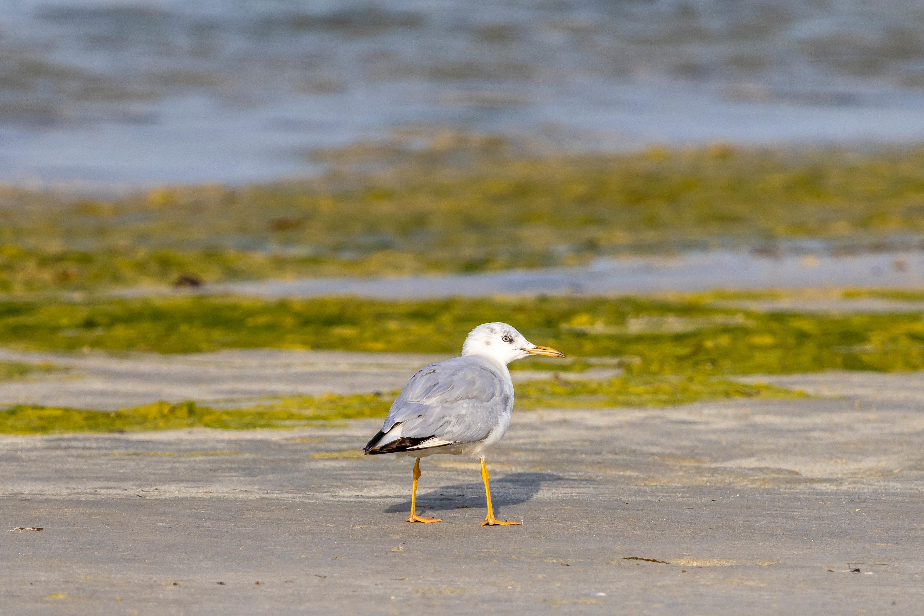 Slender-billed Gull - Bahrain