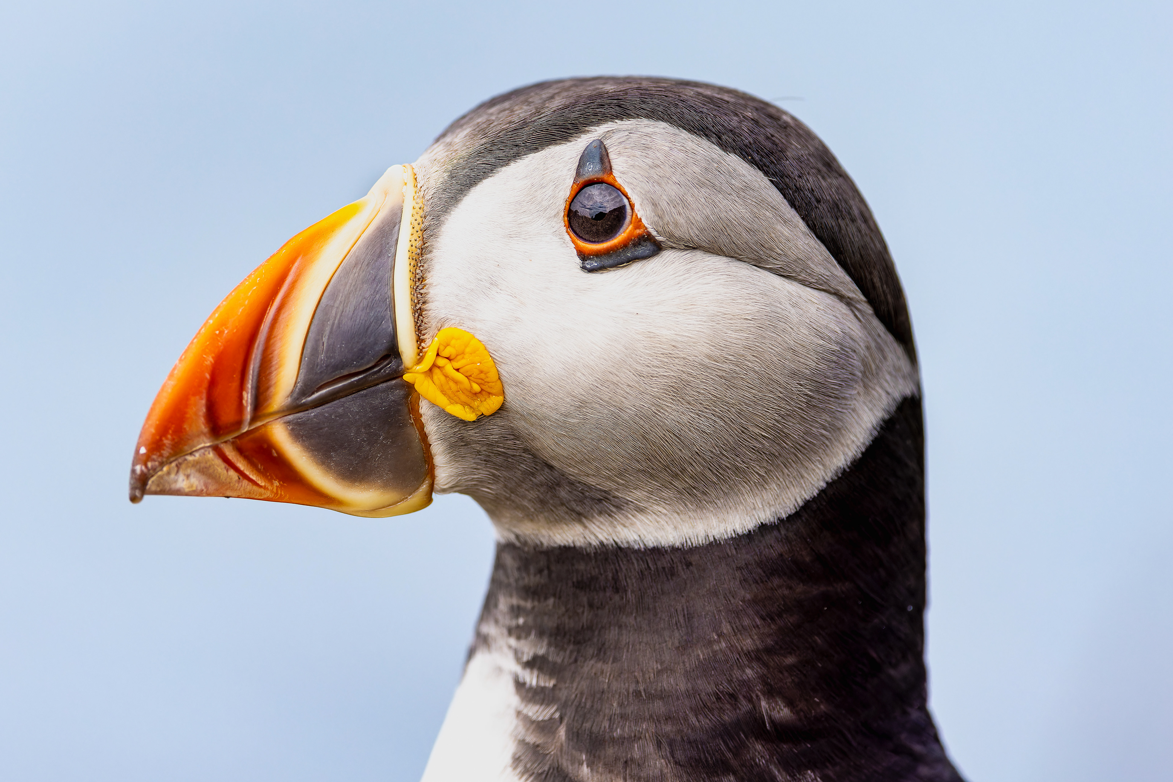 Atlantic Puffin - UK