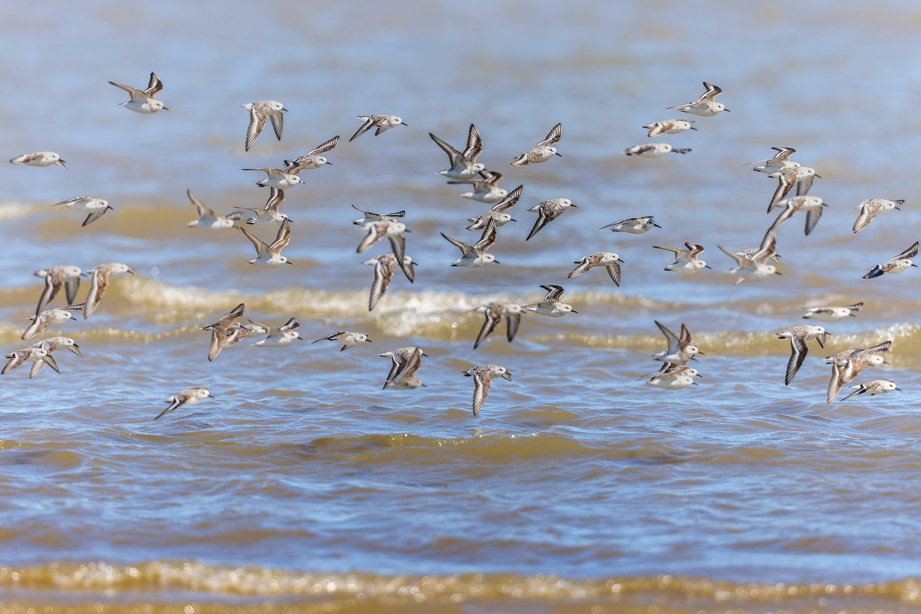 Sanderling - USA