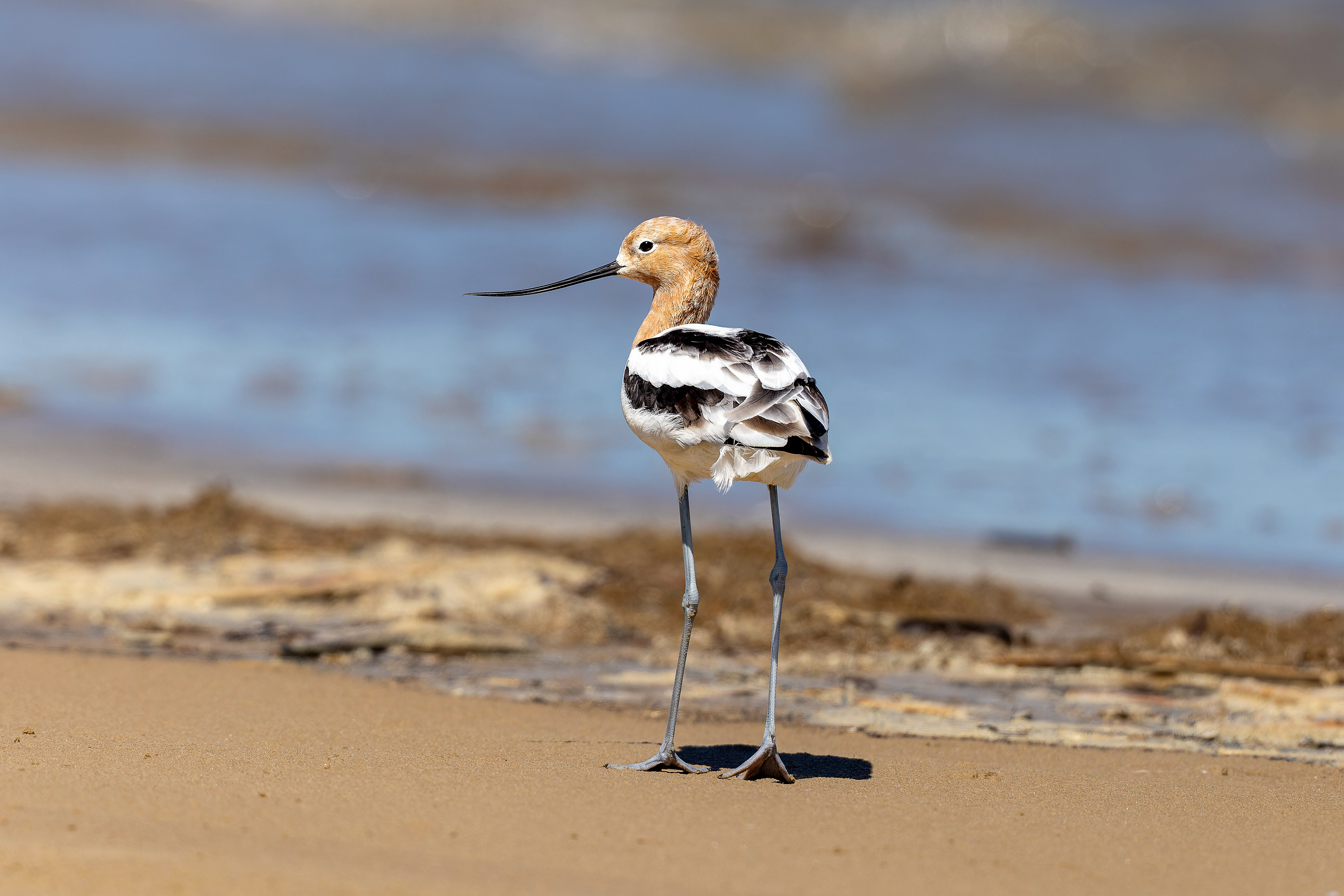 American Avocet - USA