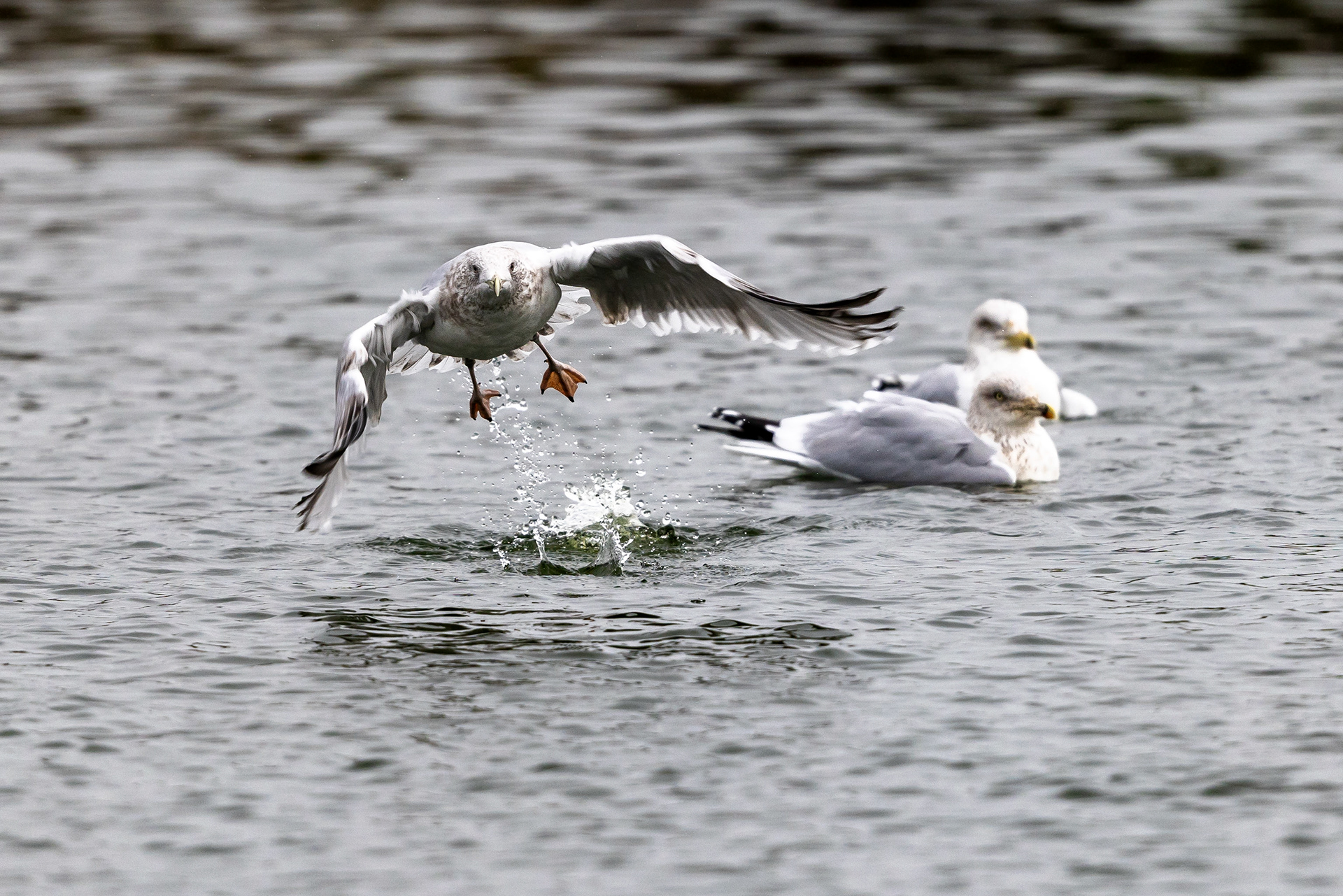 European Herring Gull - UK