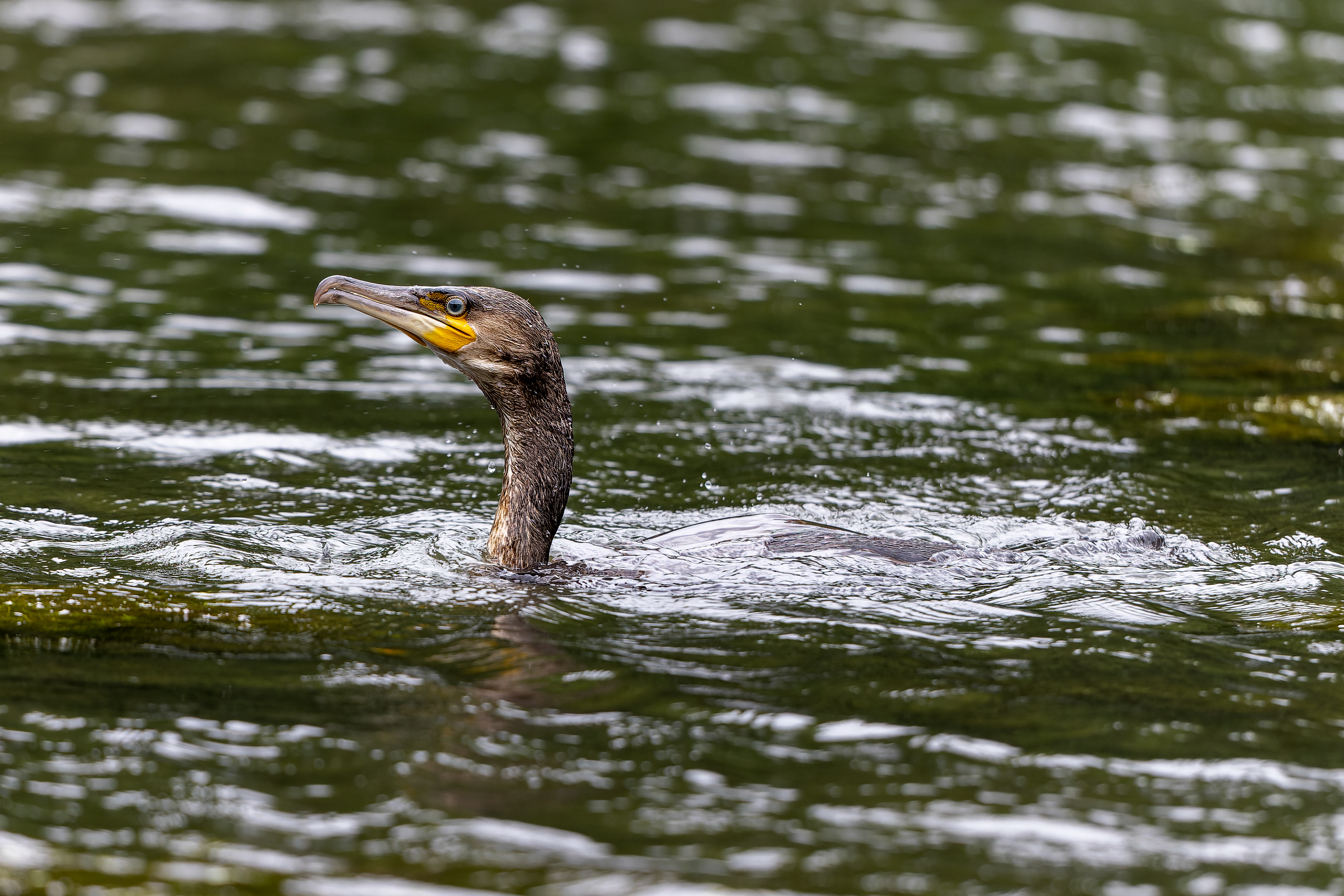 Great Cormorant - UK