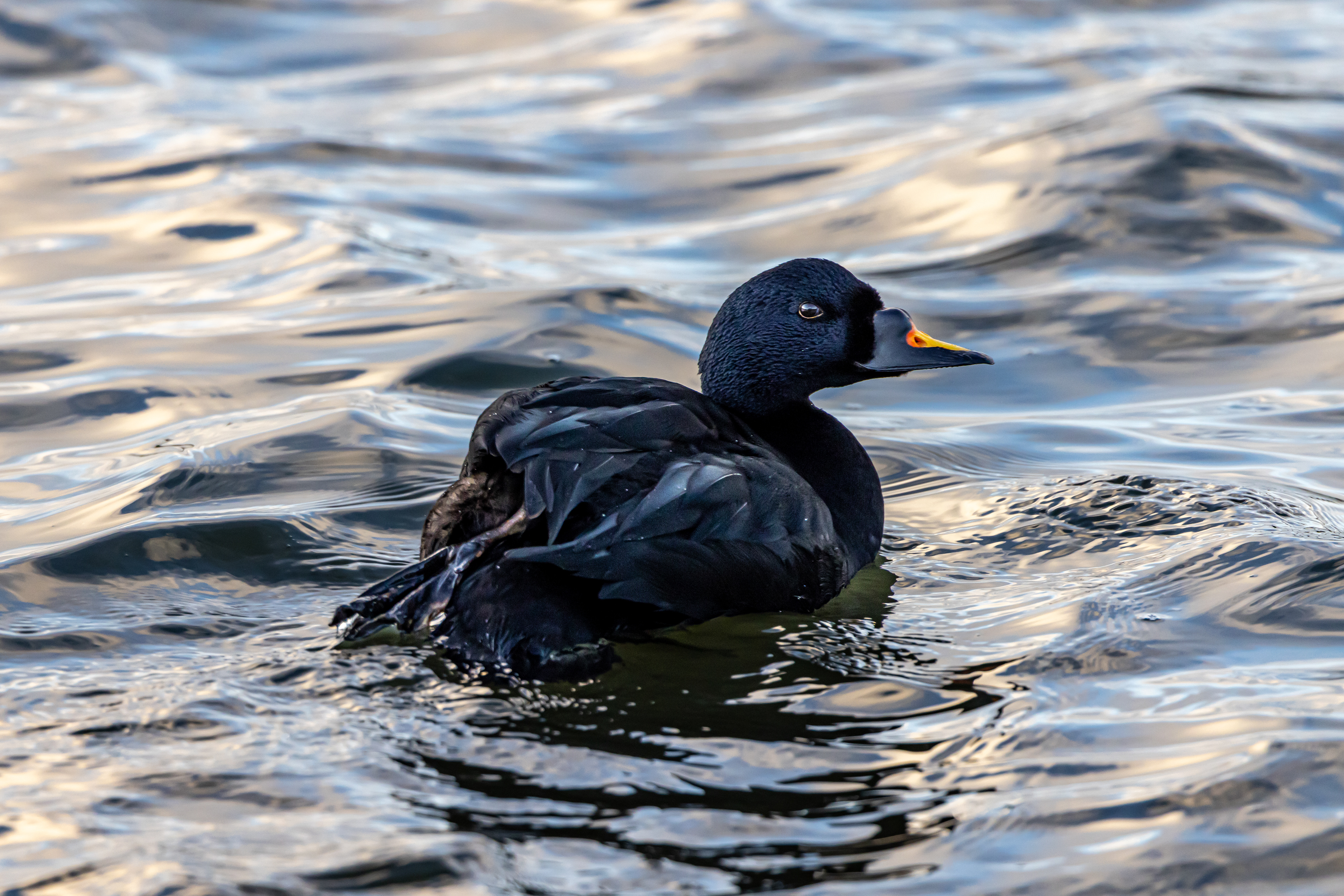 Common Scoter - UK