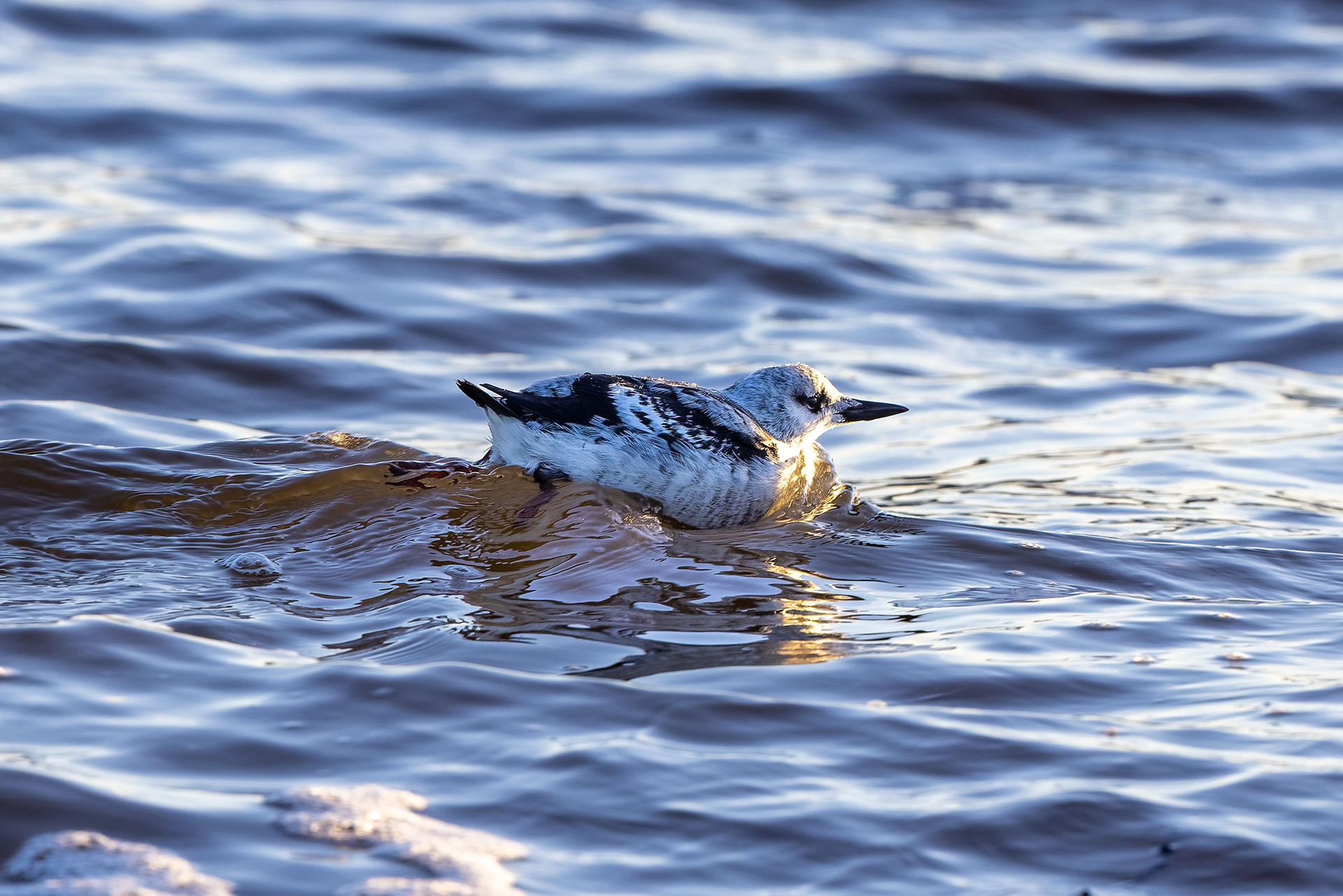 Black Guillemot - UK