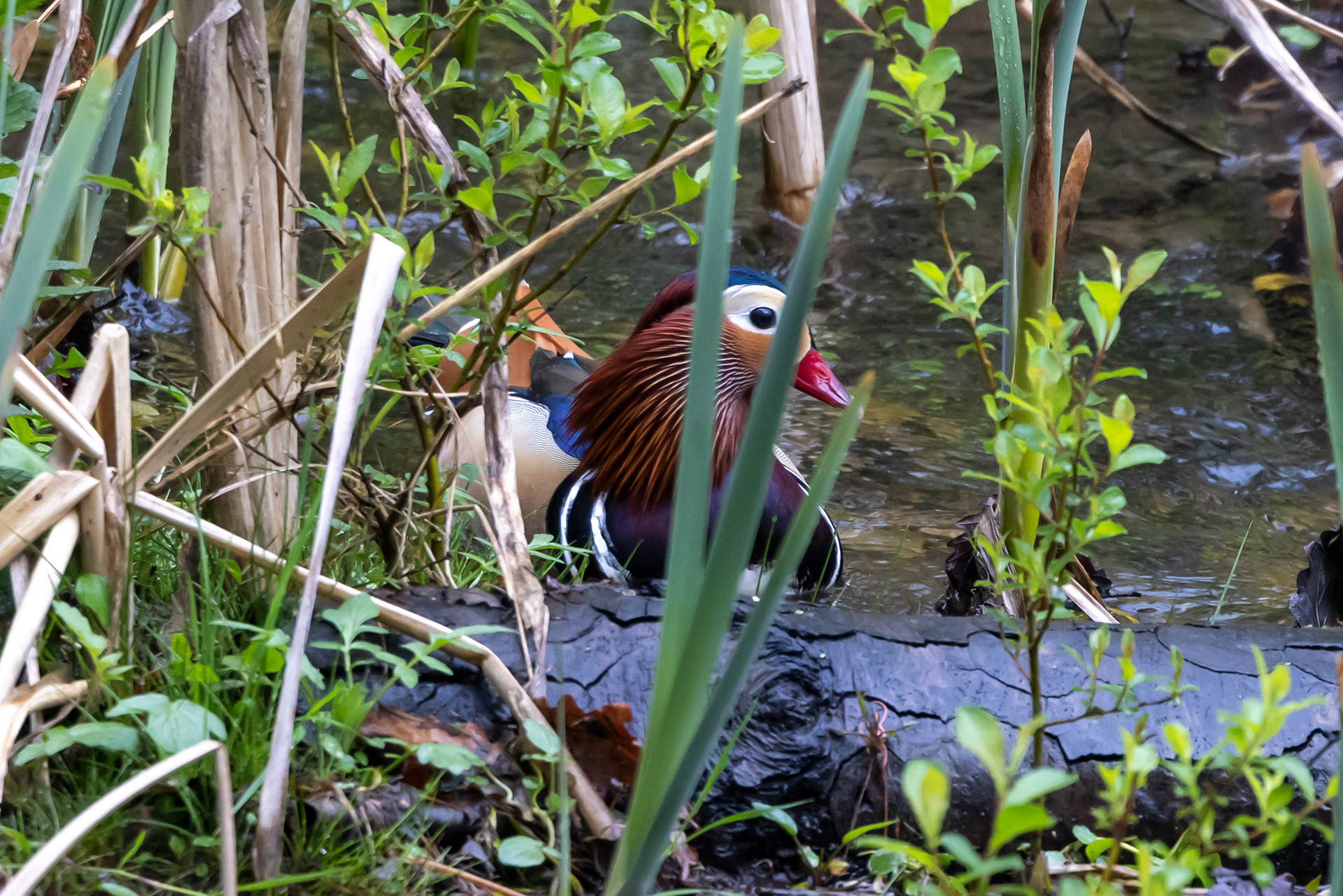Mandarin Duck - UK