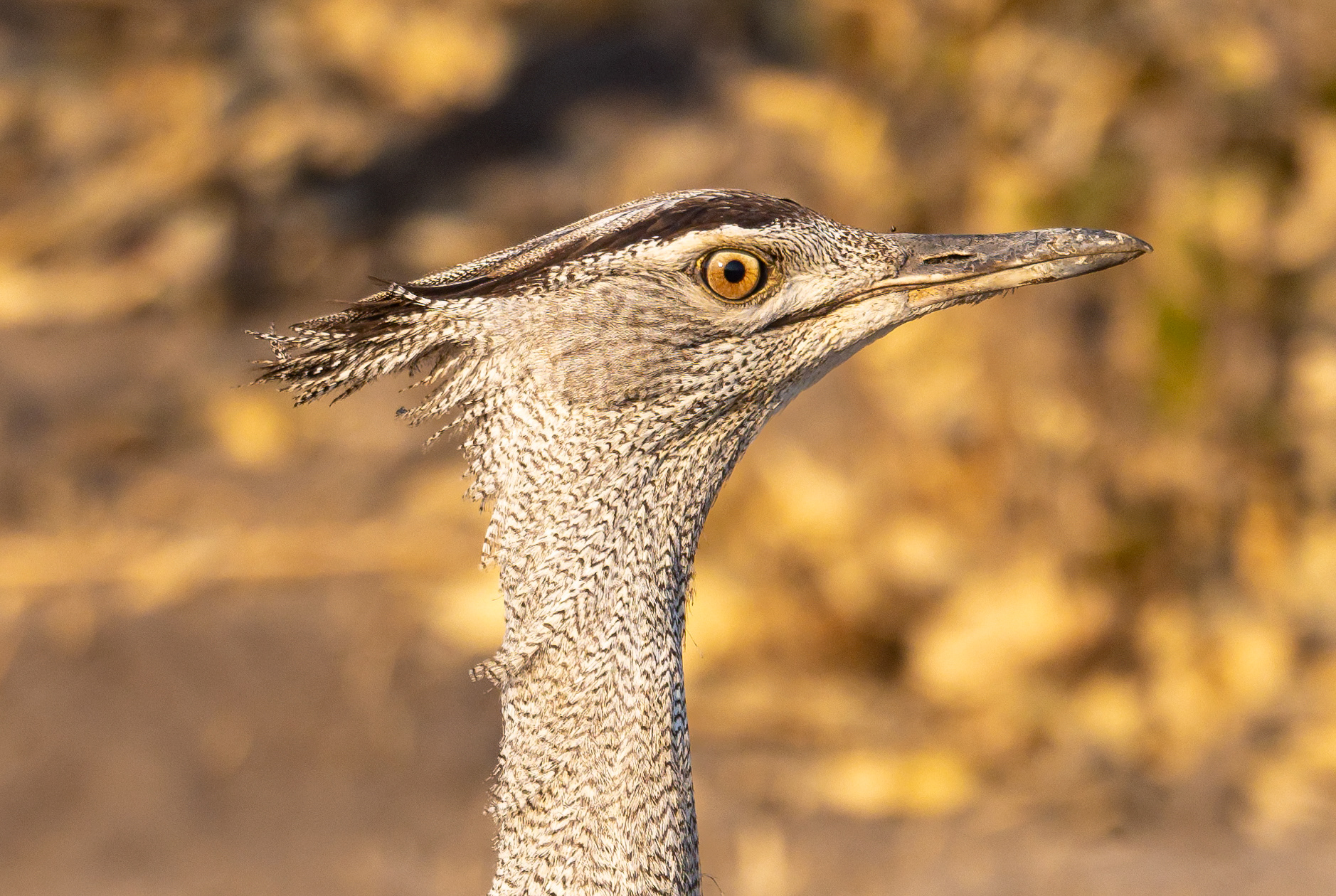 Kori Bustard - Botswana