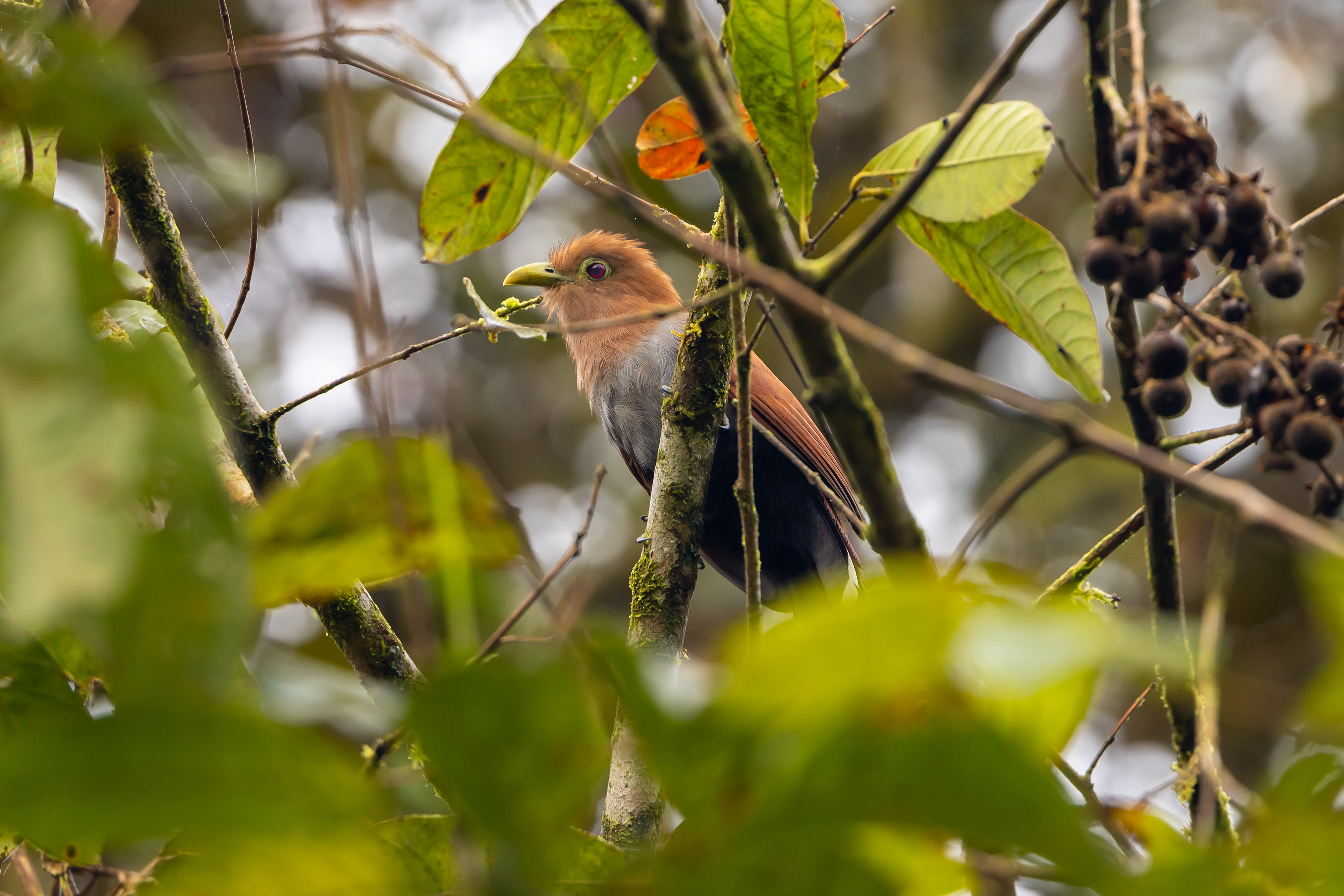Squirrel Cuckoo - Costa Rica