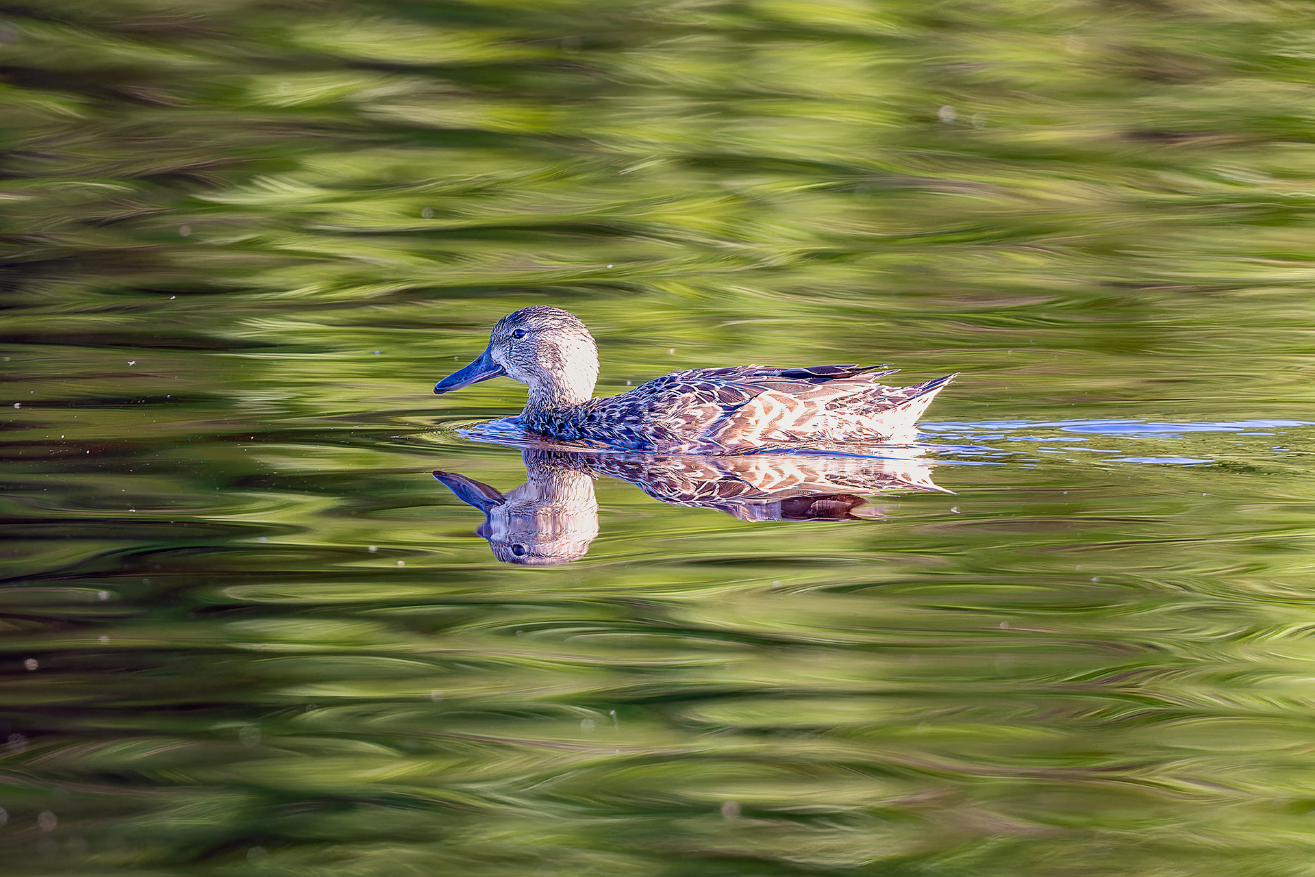 Blue-winged Teal - USA