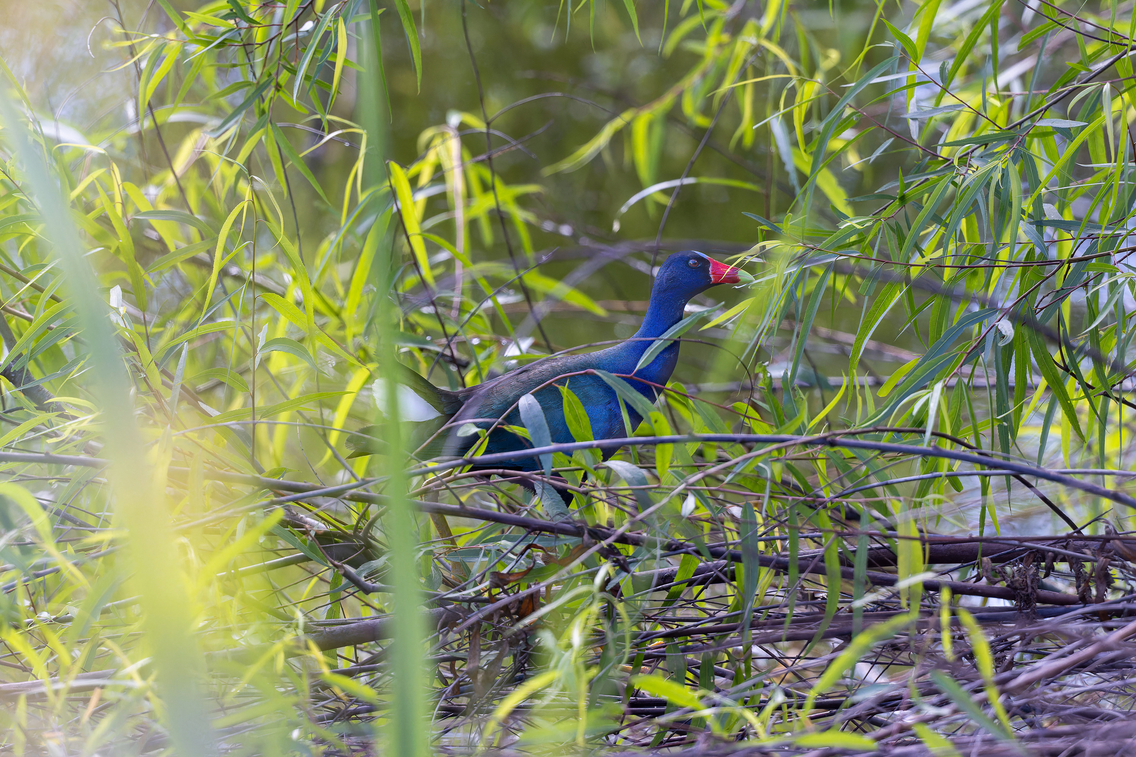 Purple Gallinule - Costa Rica