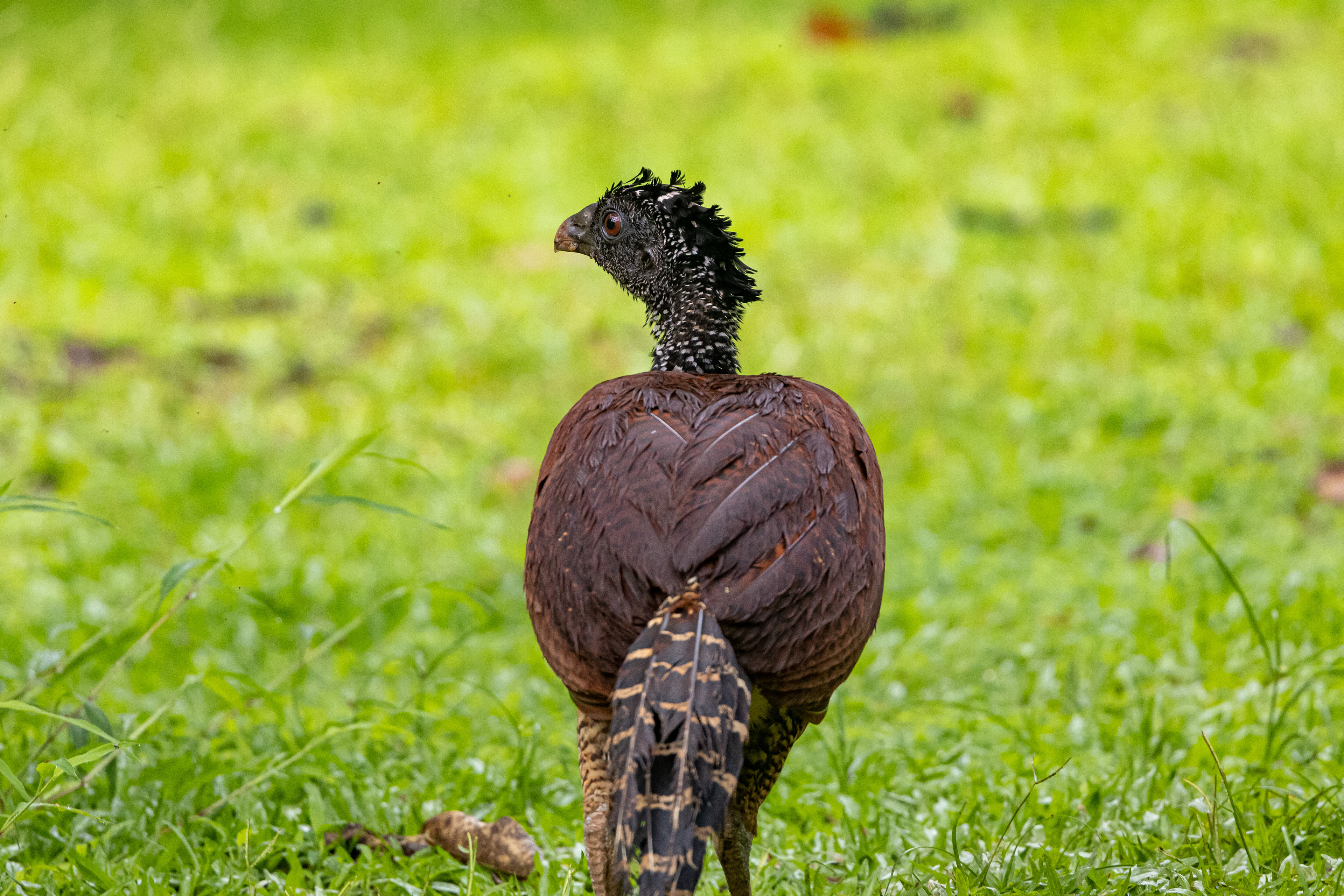 Female Great Curassow - Costa Rica