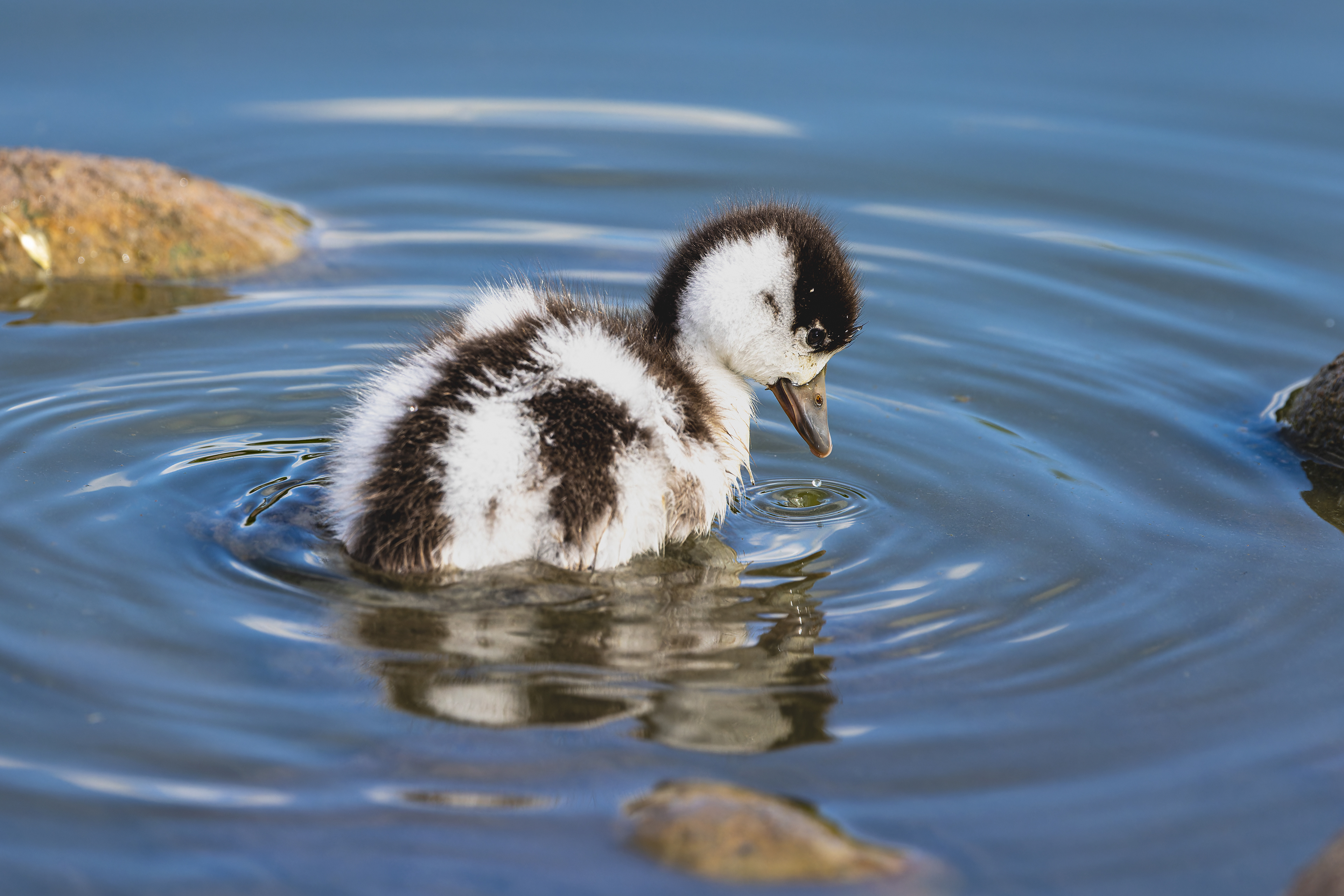 Shelduck (Juv) - UK