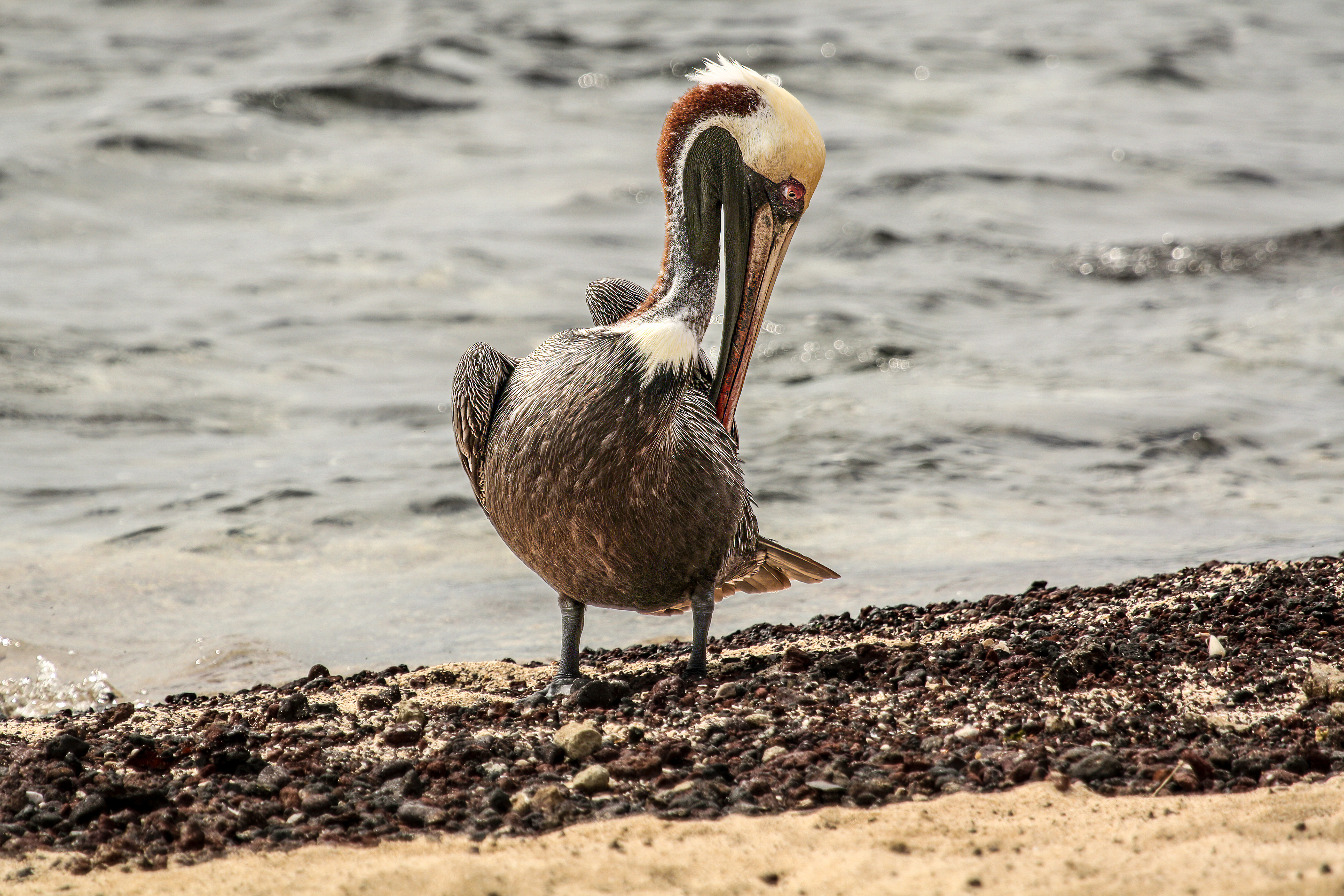 Brown Pelican - USA