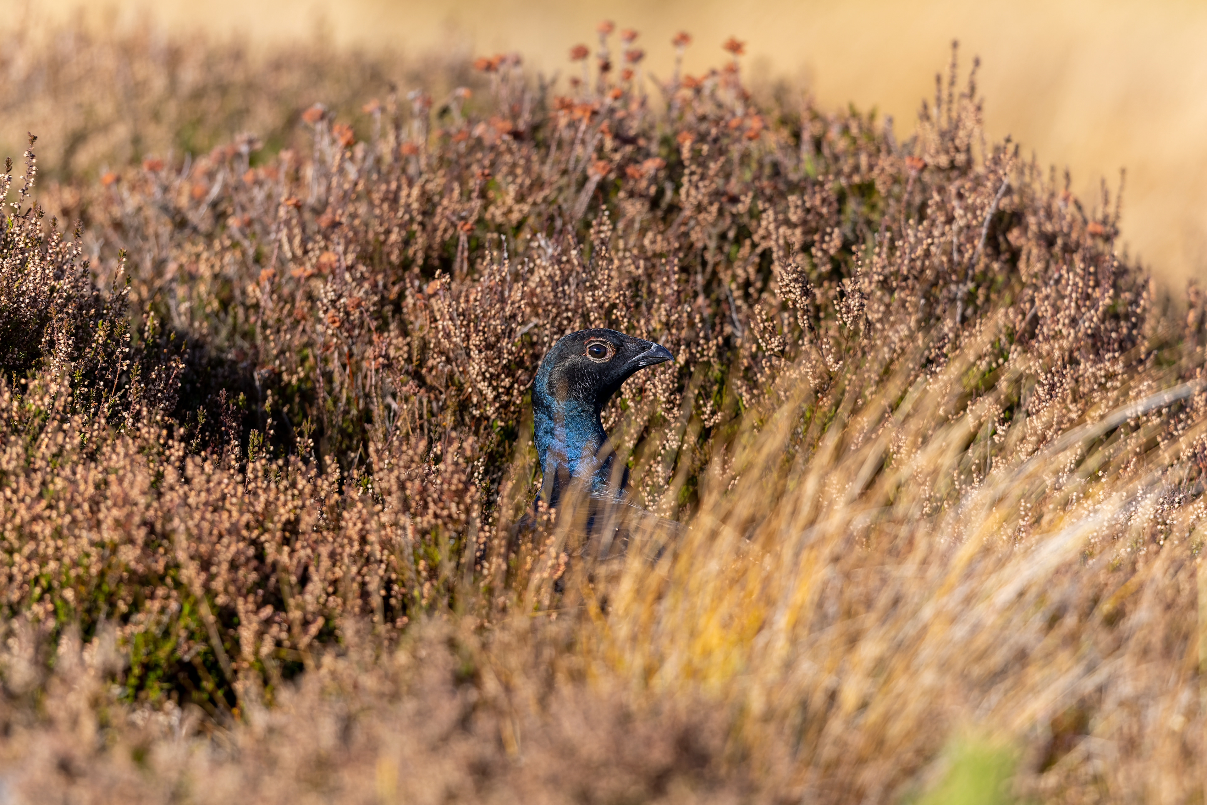Black Grouse - Scotland
