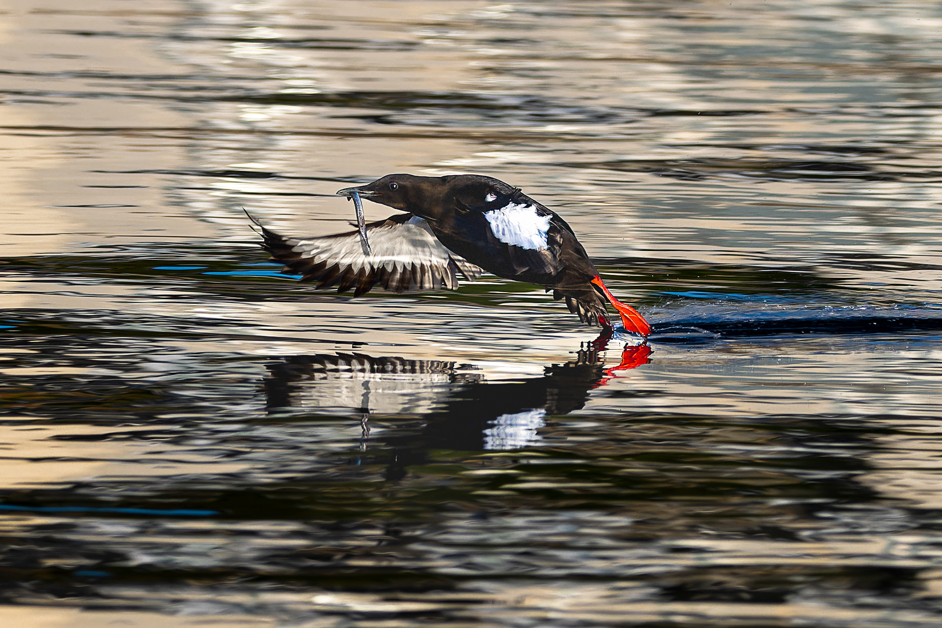 Black Guillemot - UK