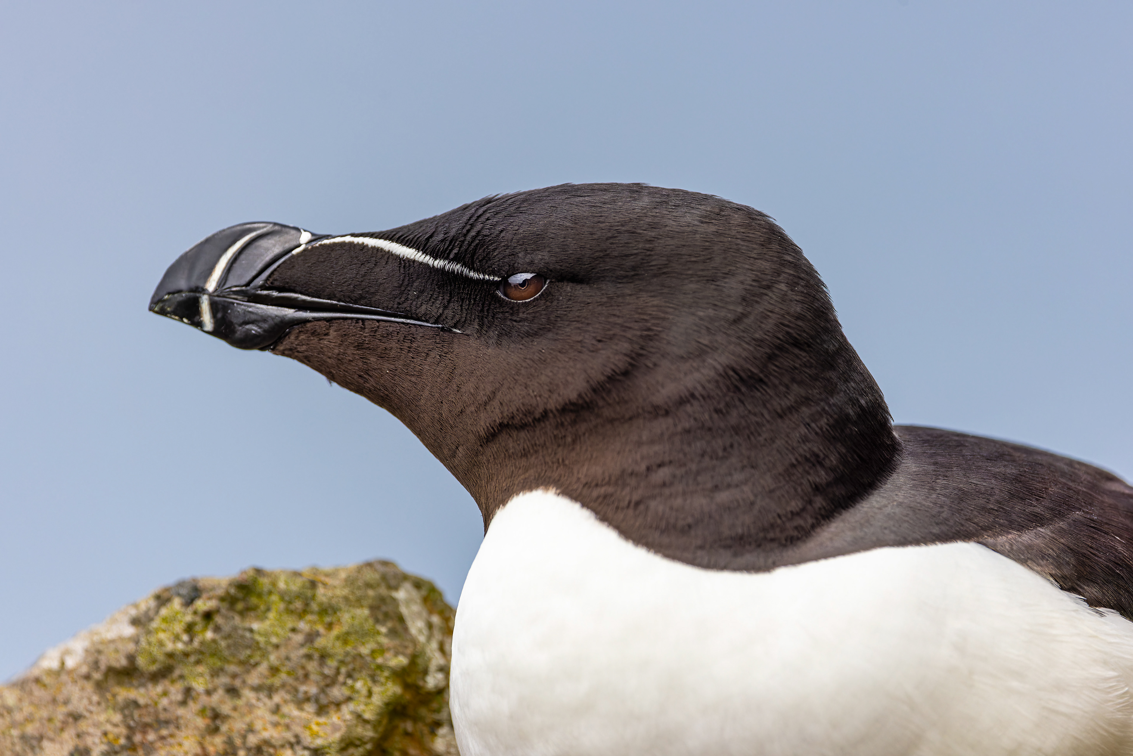 Razorbill - UK