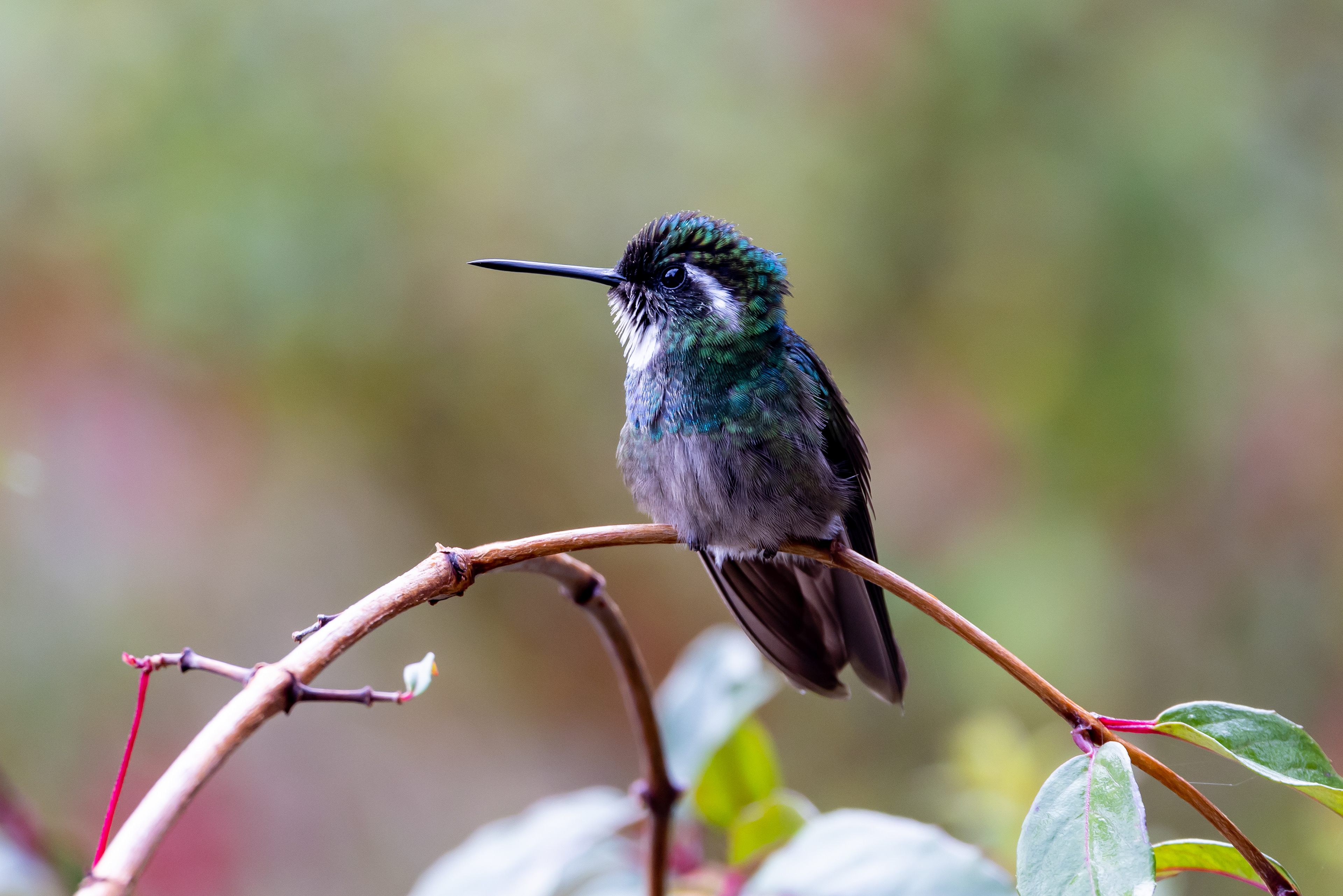 White-throated Mountain Gem - Costa Rica
