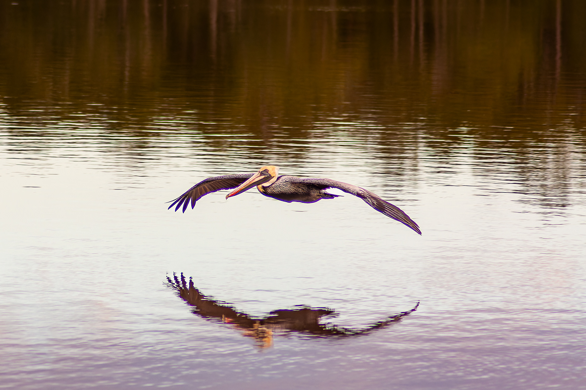 Brown Pelican - USA