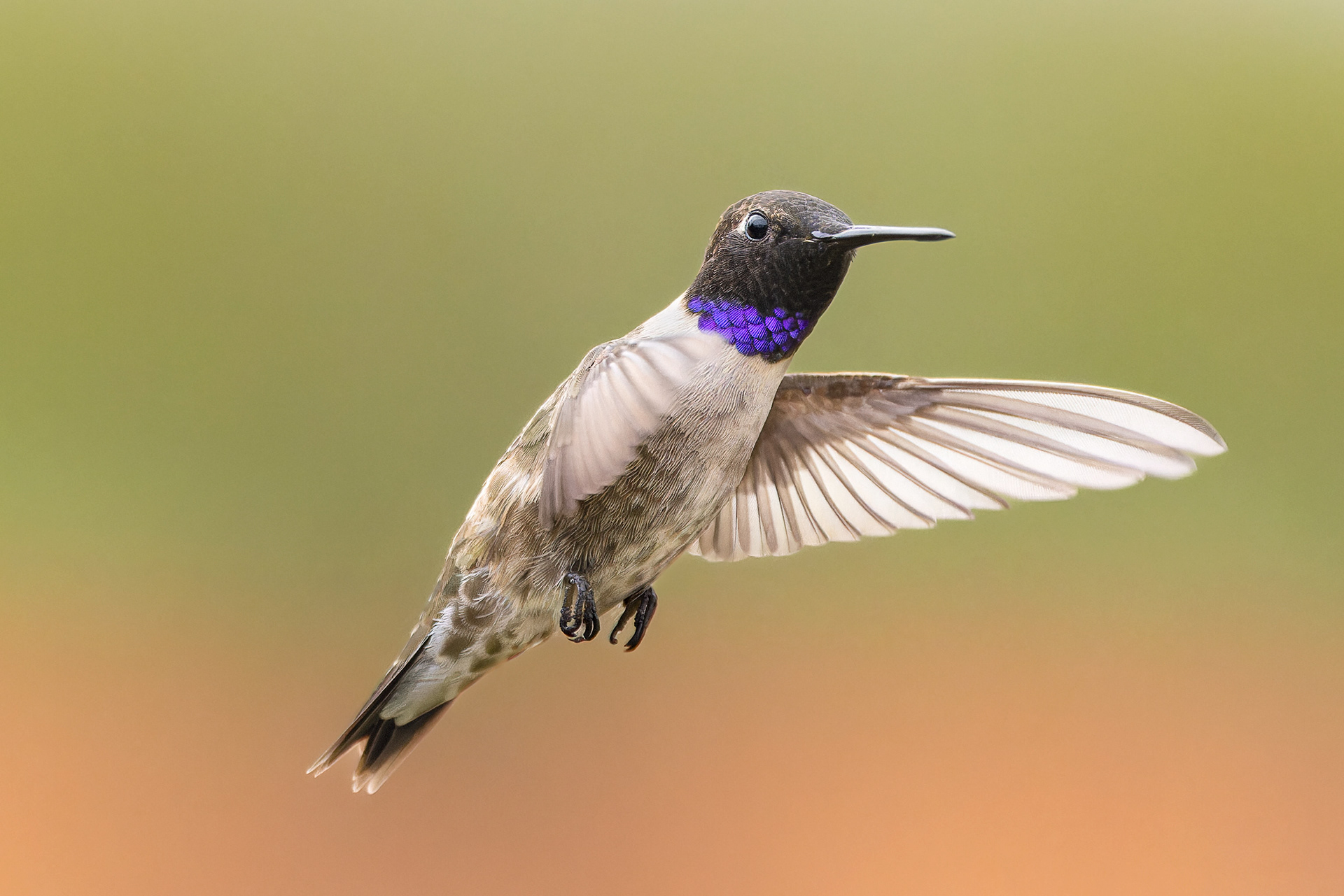 Black-chinned Hummingbird - USA