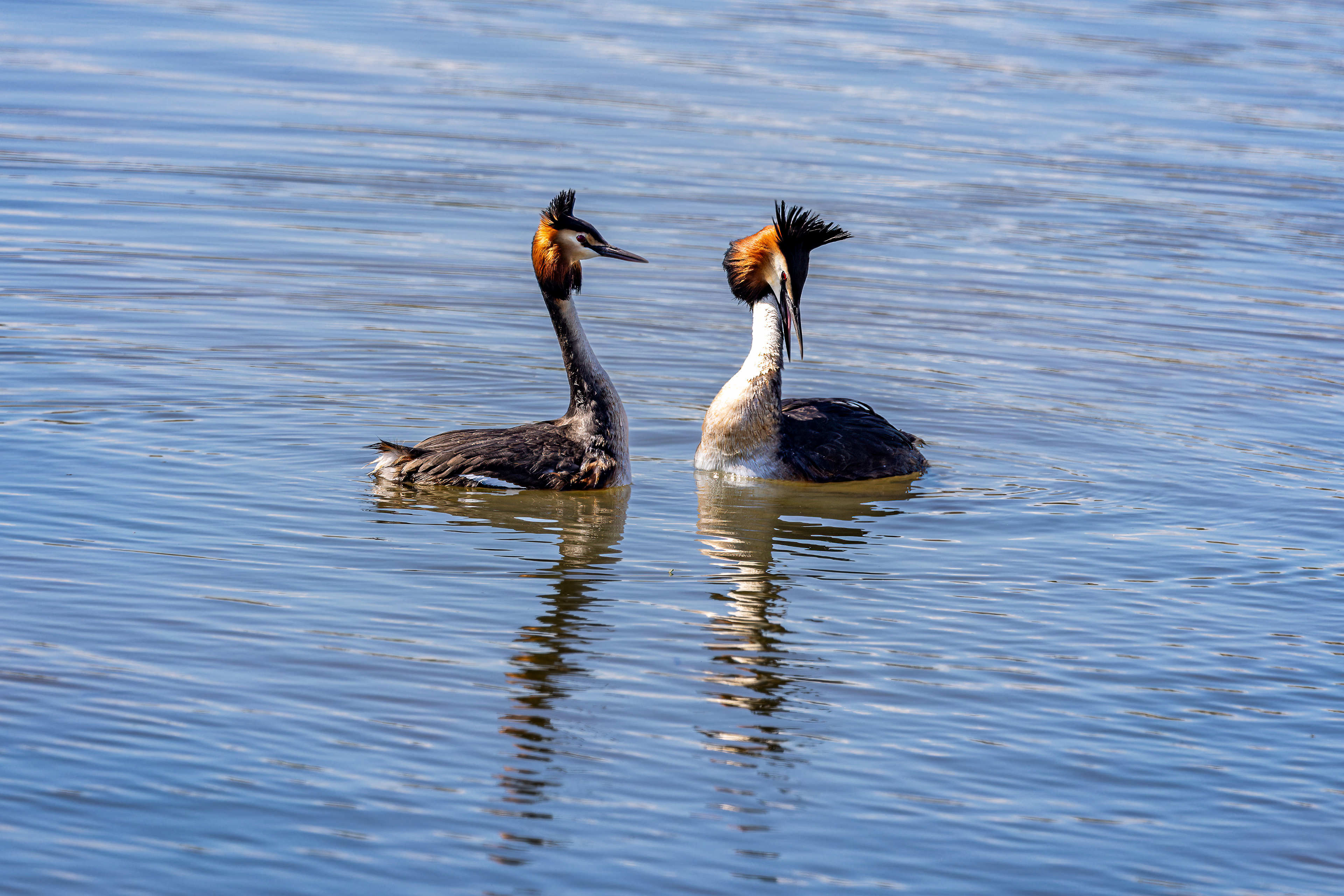 Great Crested Grebe - UK