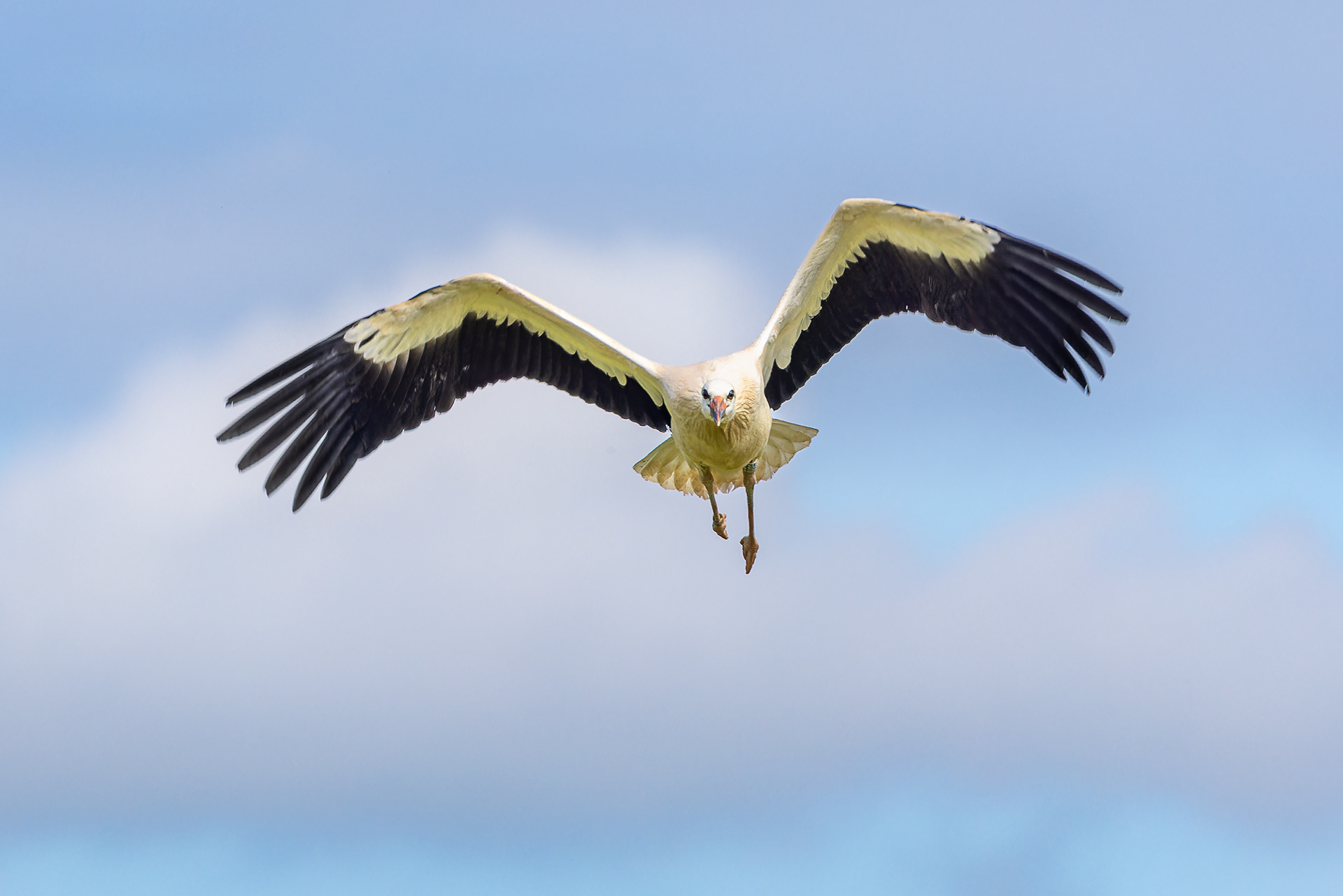 White Stork - UK