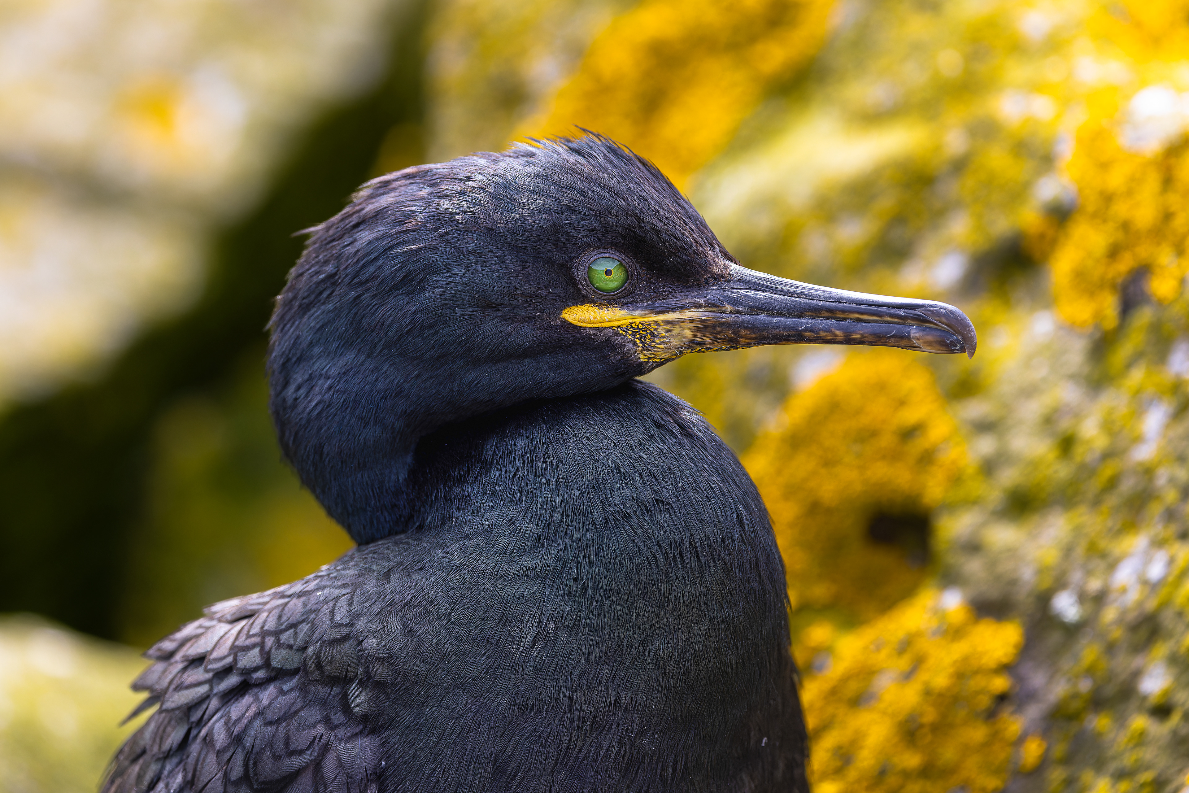 European Shag - UK
