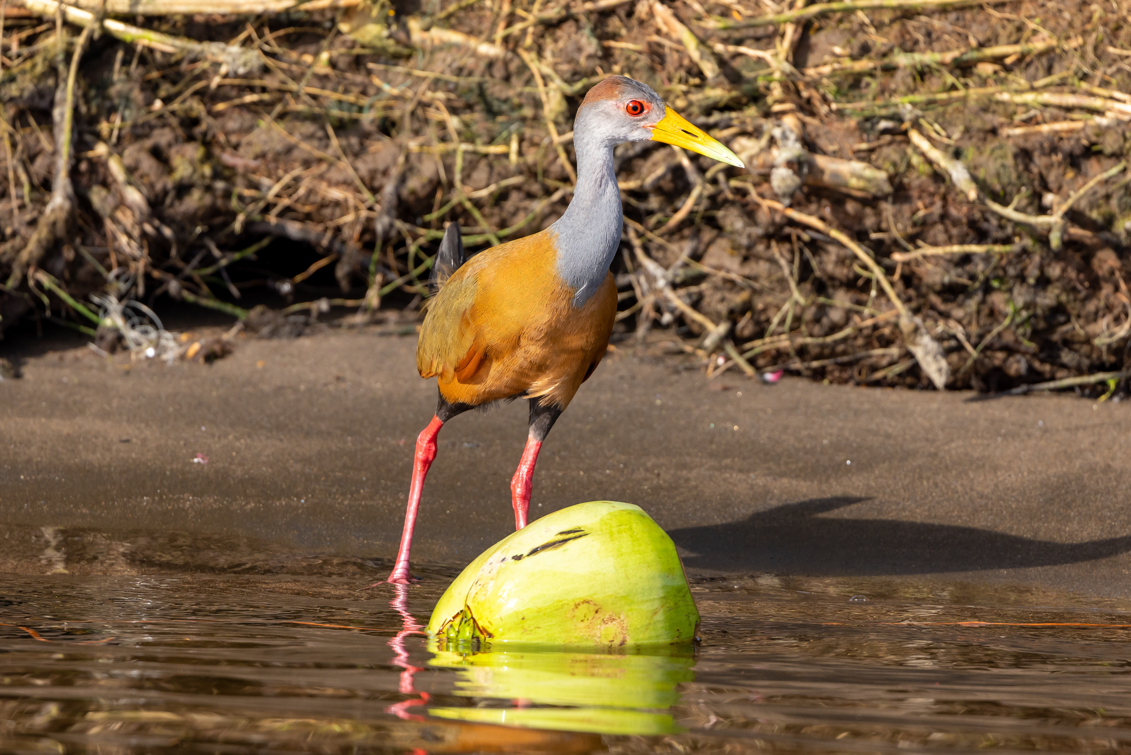 Russet-naped Wood Rail - Costa Rica