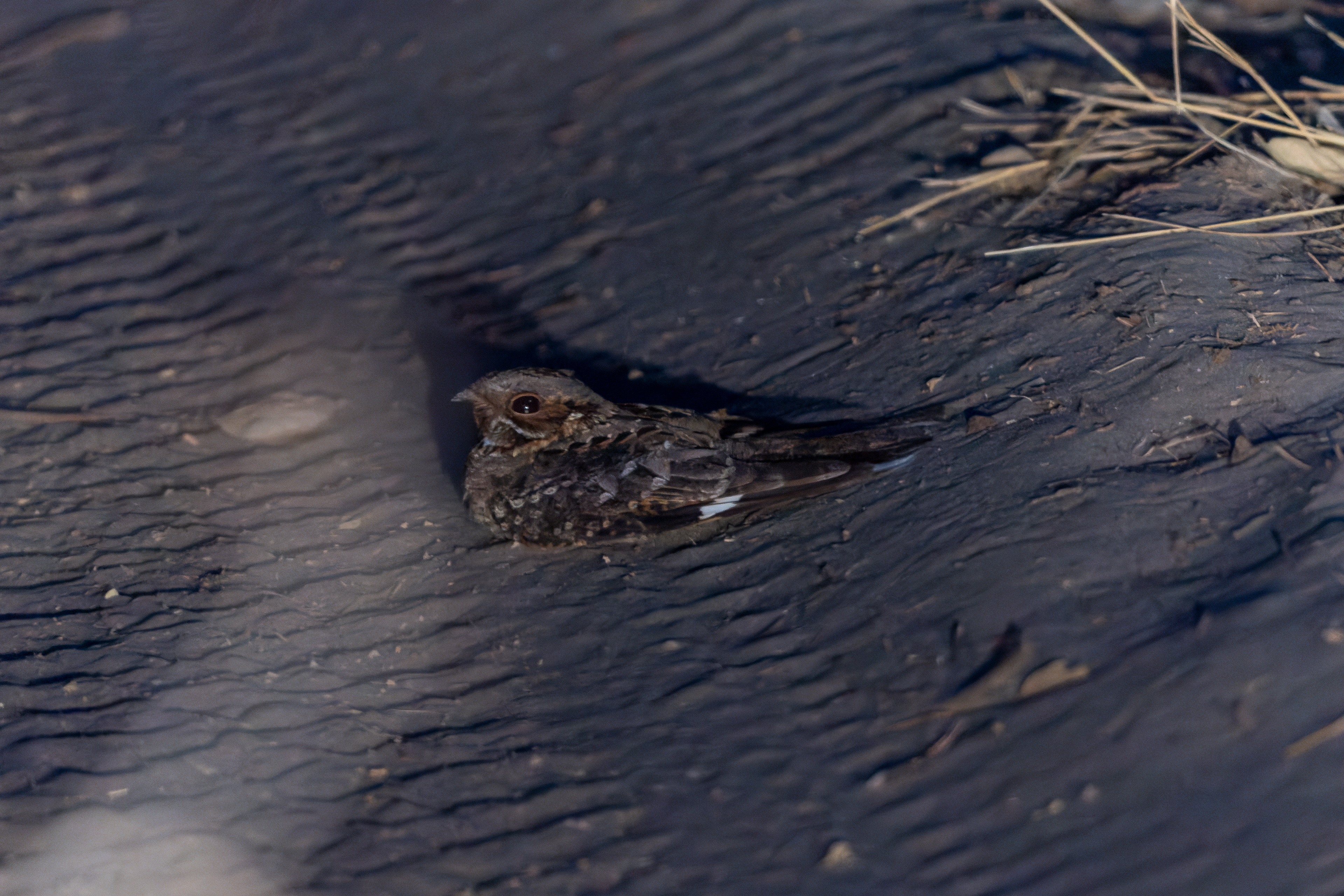 Fiery-necked Nightjar - Botswana