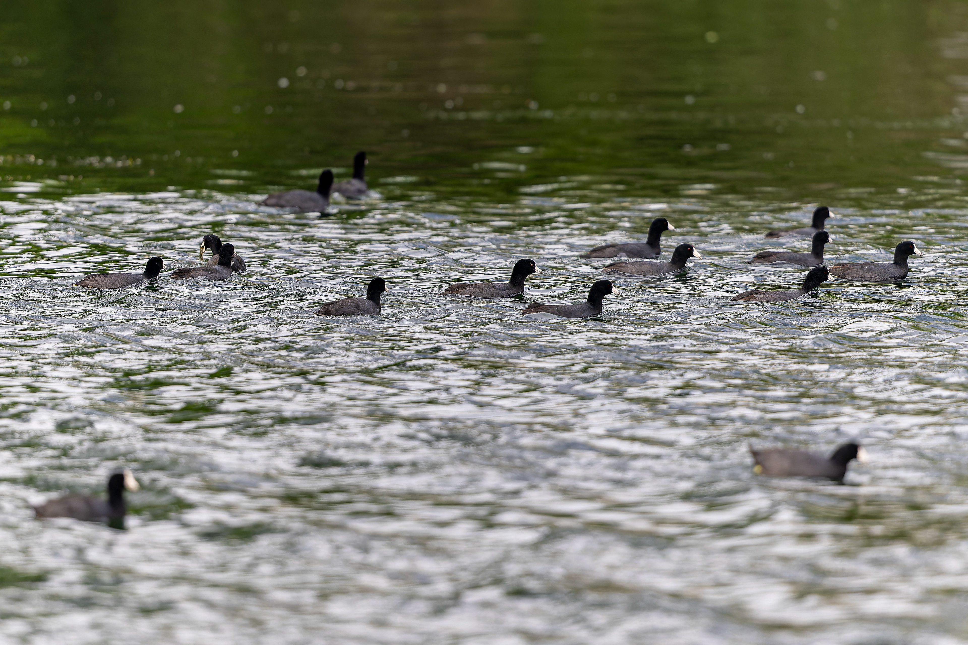American Coot - USA