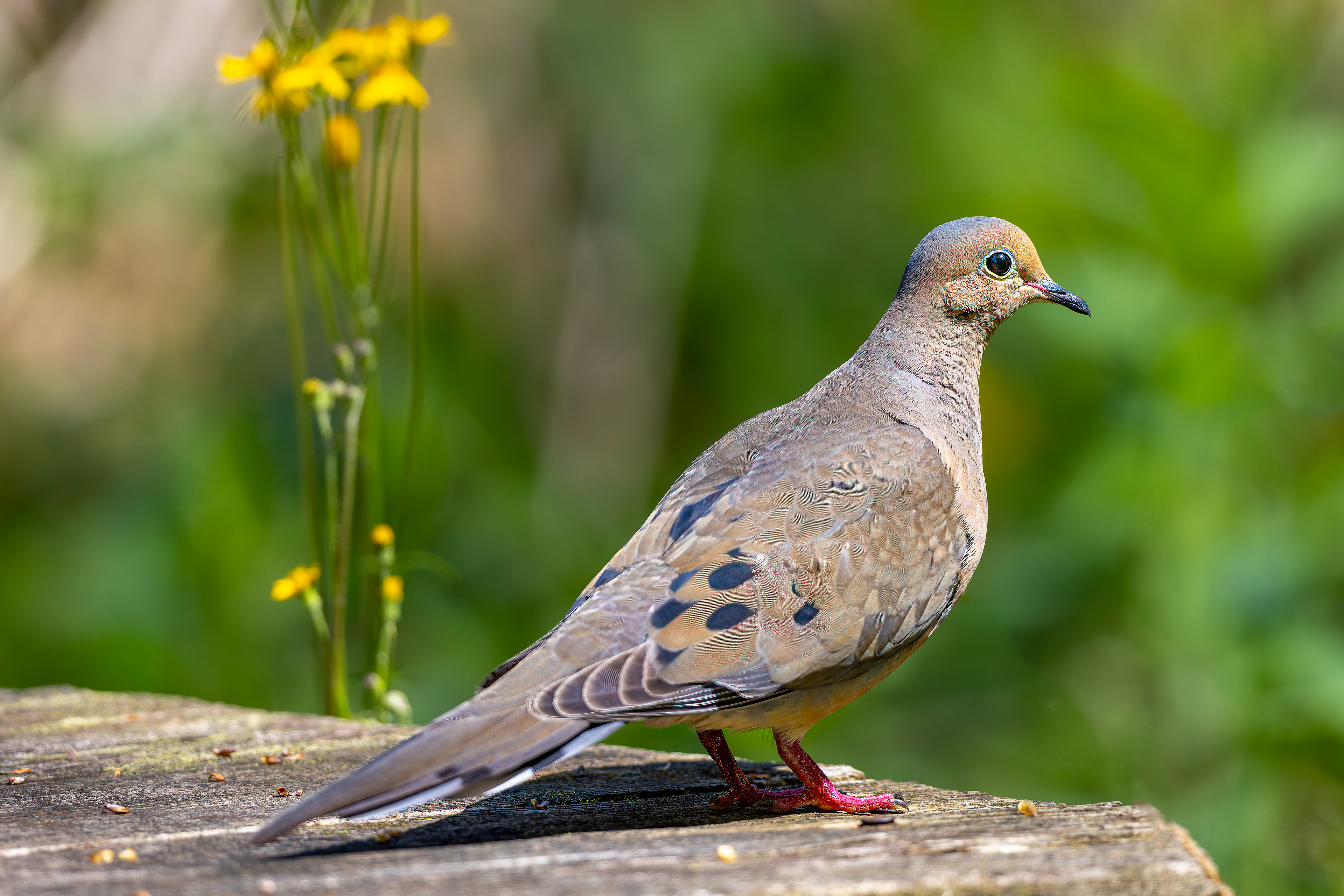 Mourning Dove - USA