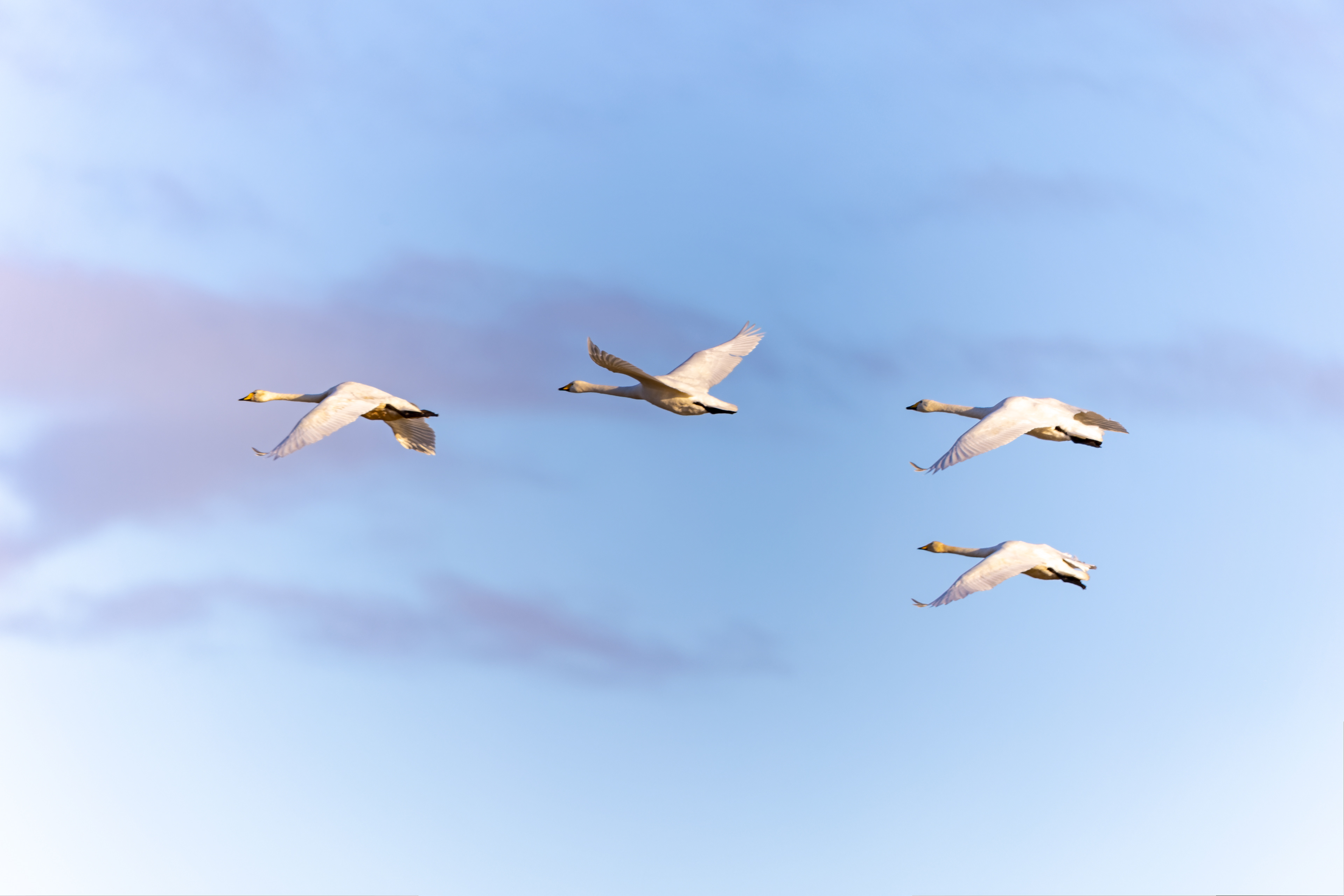 Whooper Swan - UK