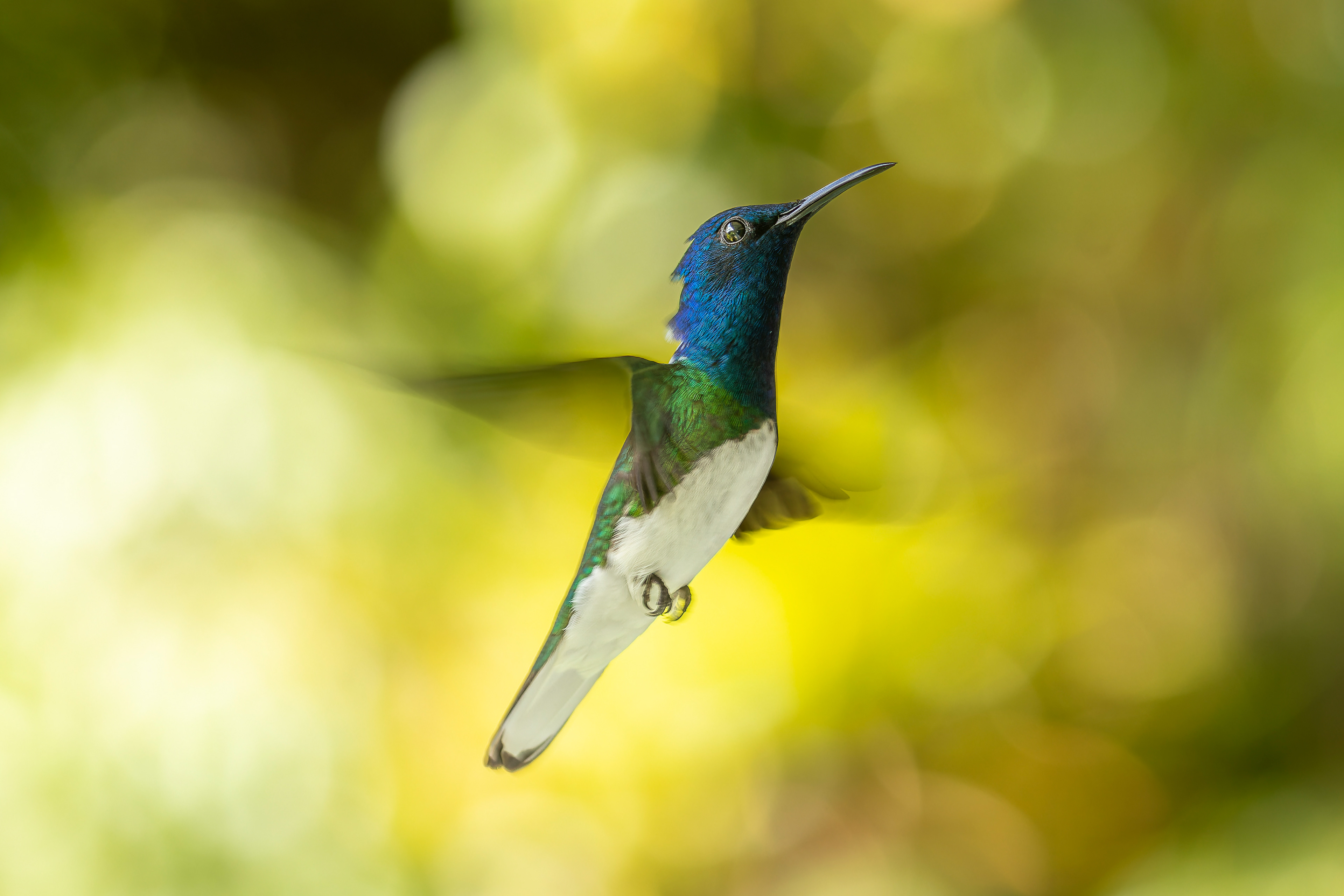White-necked Jacobin - Trinidad