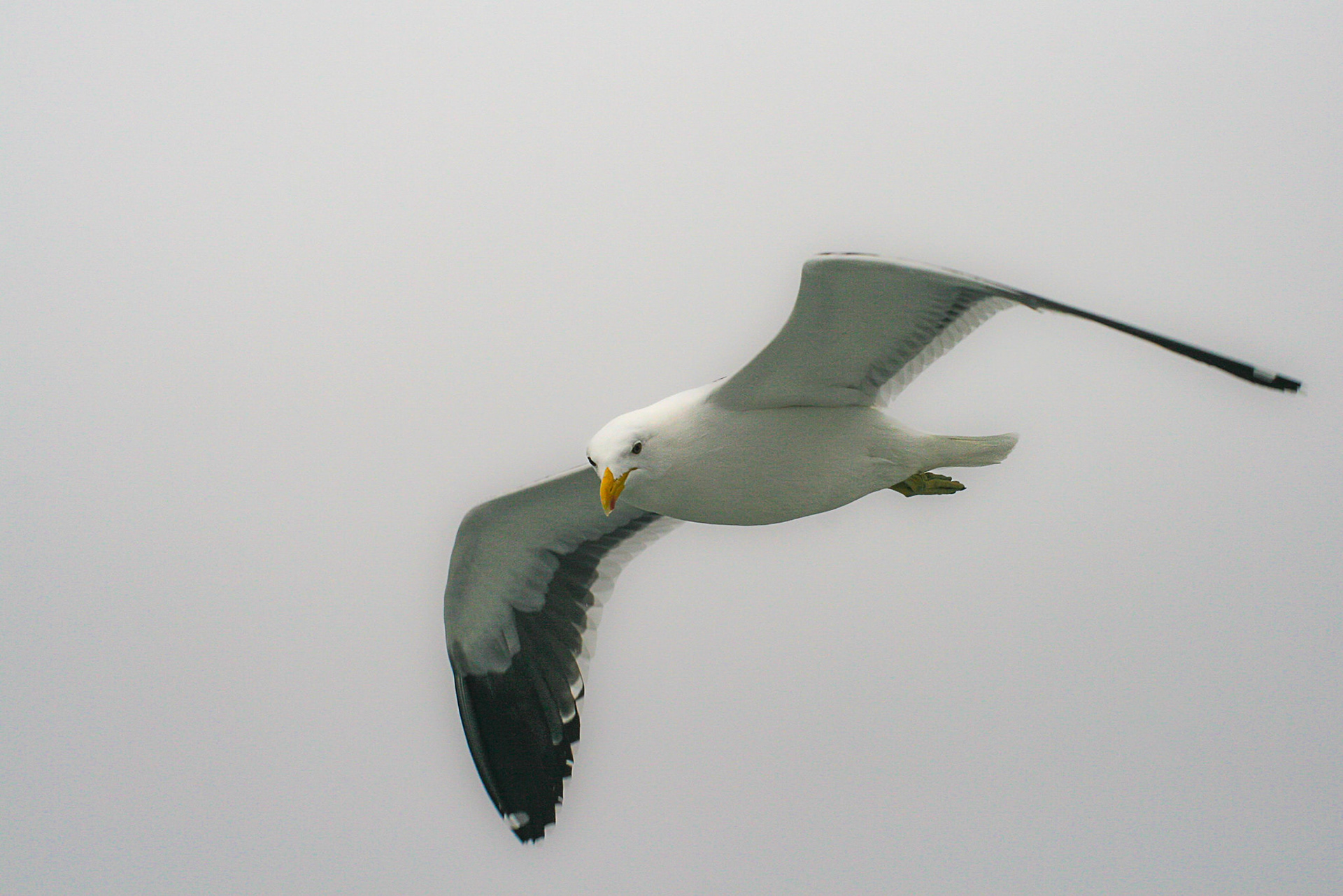 Kelp Gull - Namibia