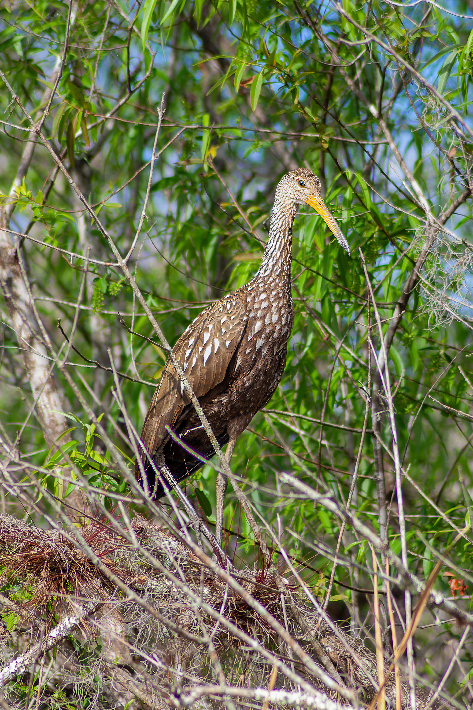 Limpkin - USA