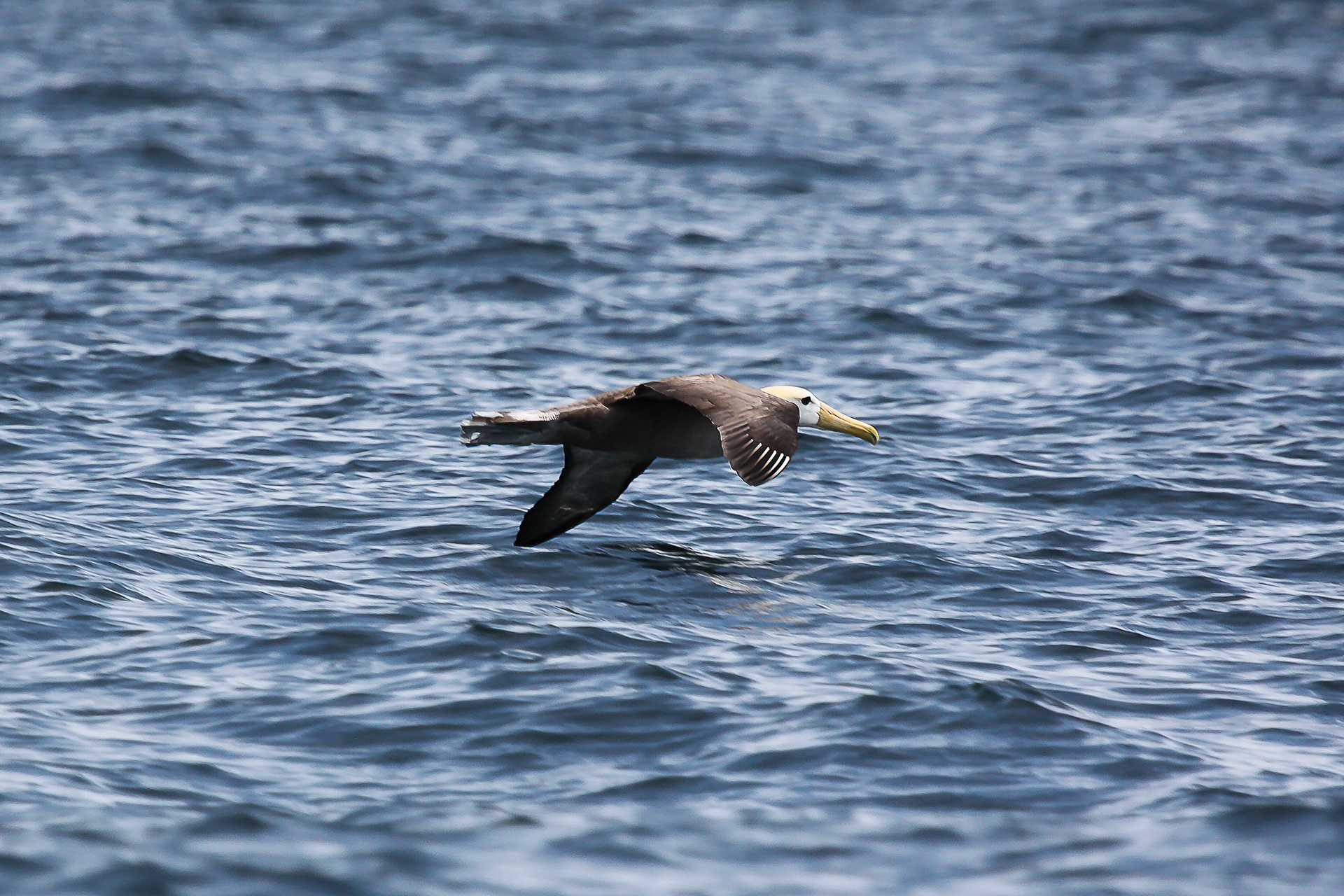 Waved Albatross - Galapagos