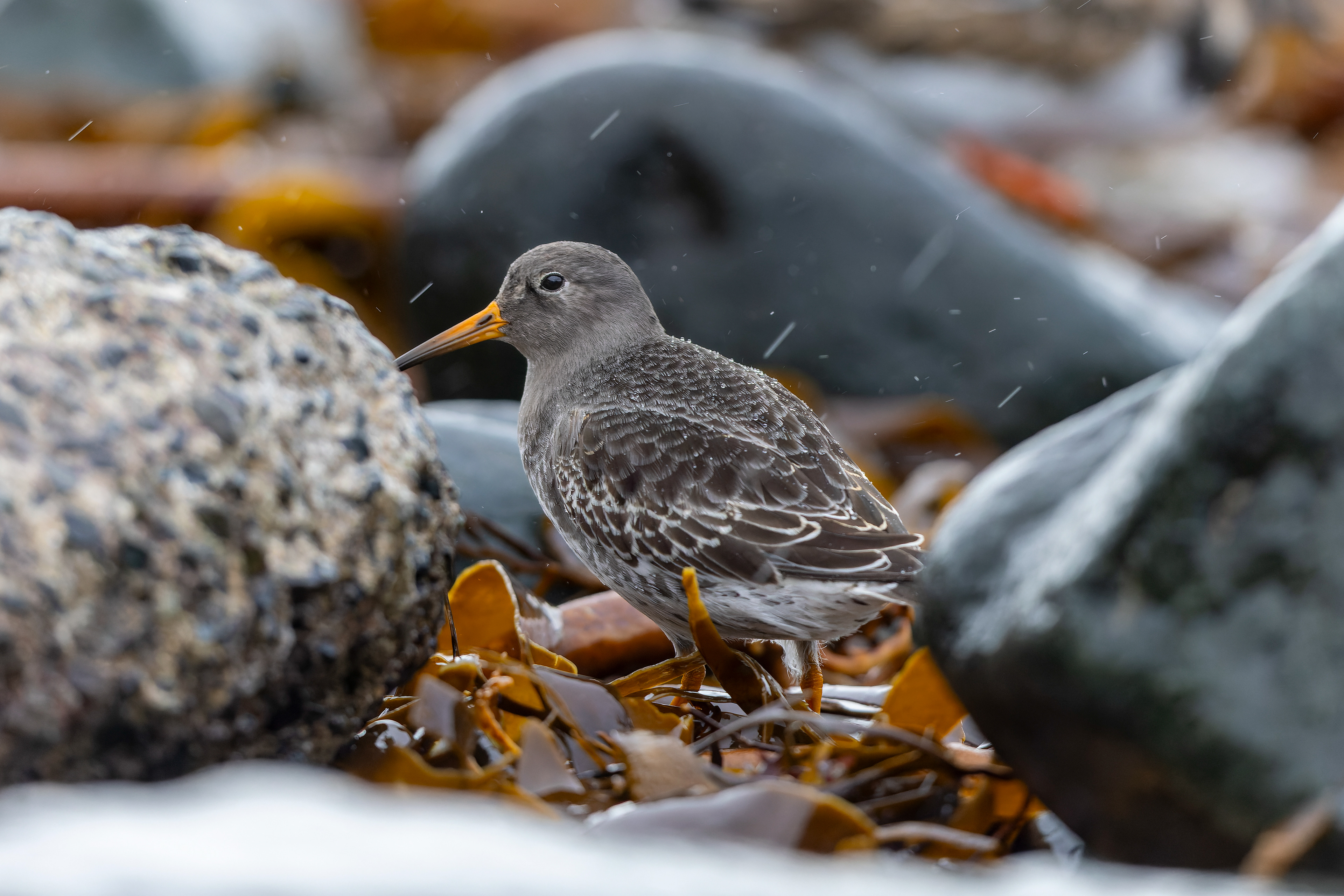 Purple Sandpiper - UK